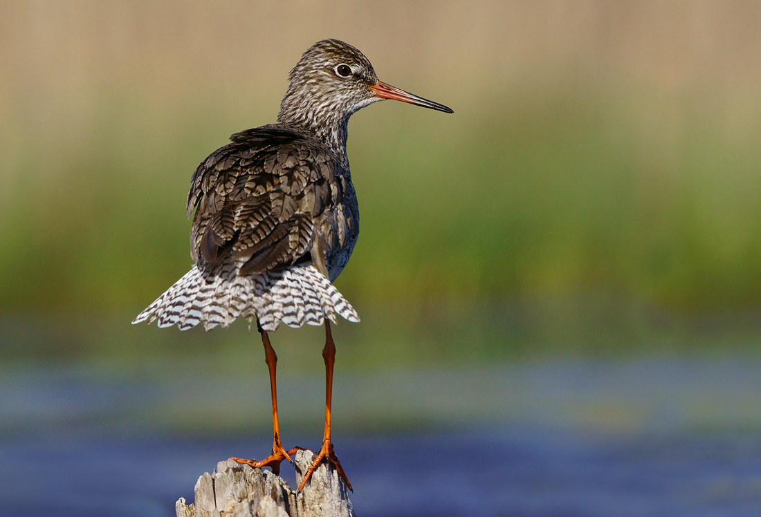 Redshank comune