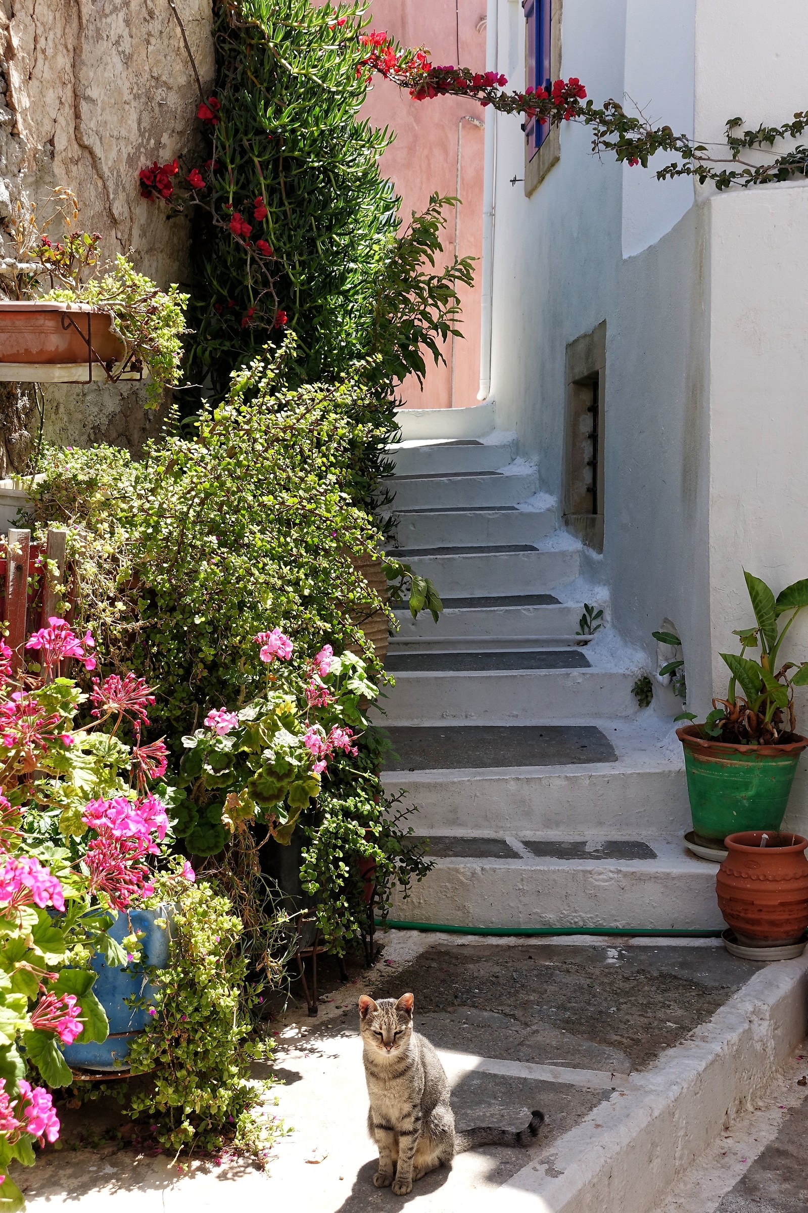 The lord of the alley