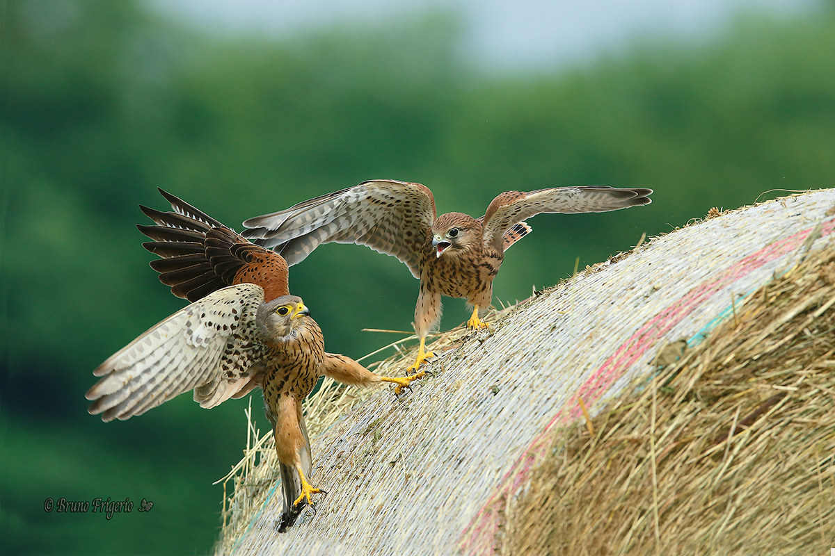 Skirmishes with the parent