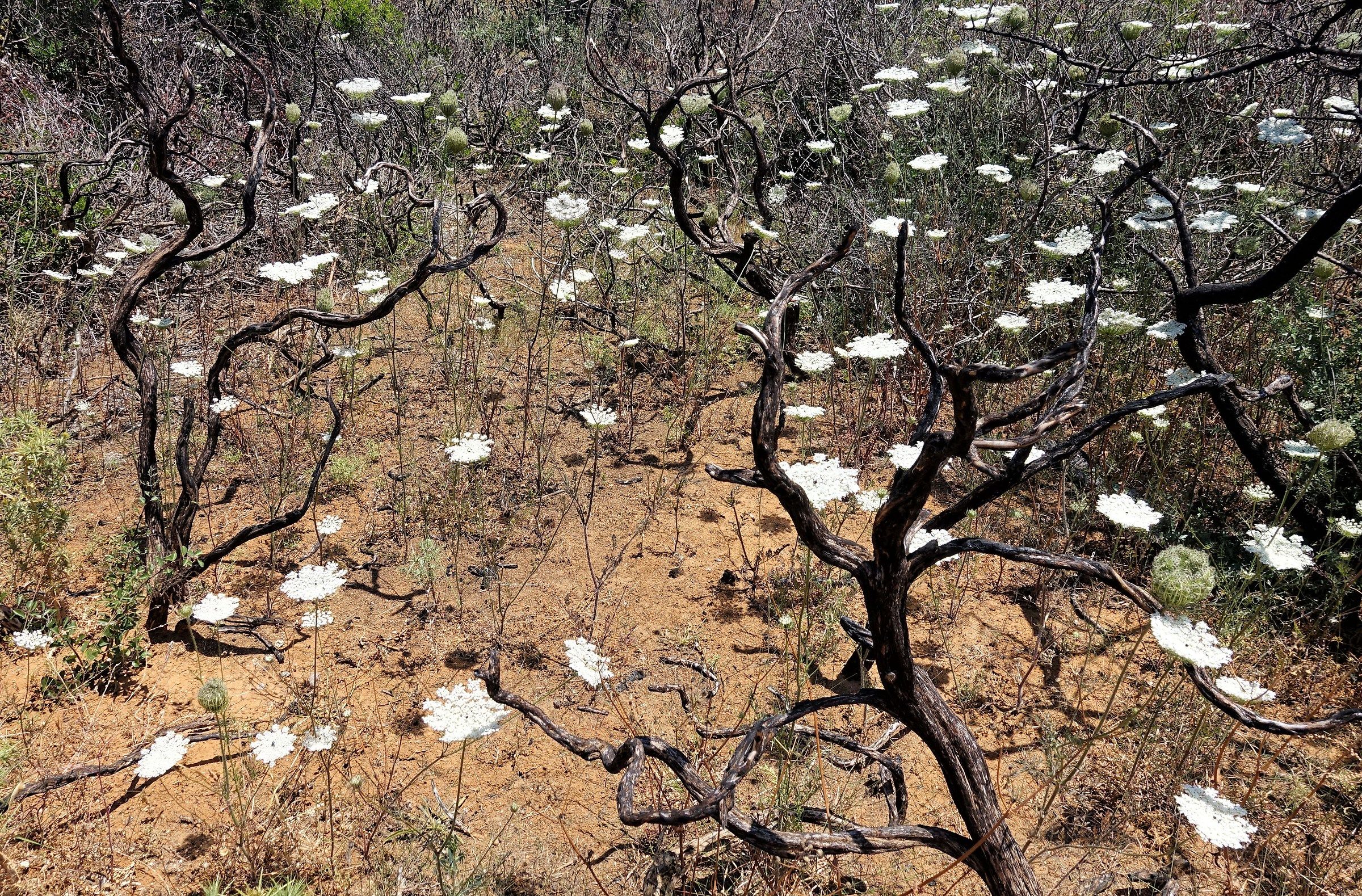 Renewed from the fire