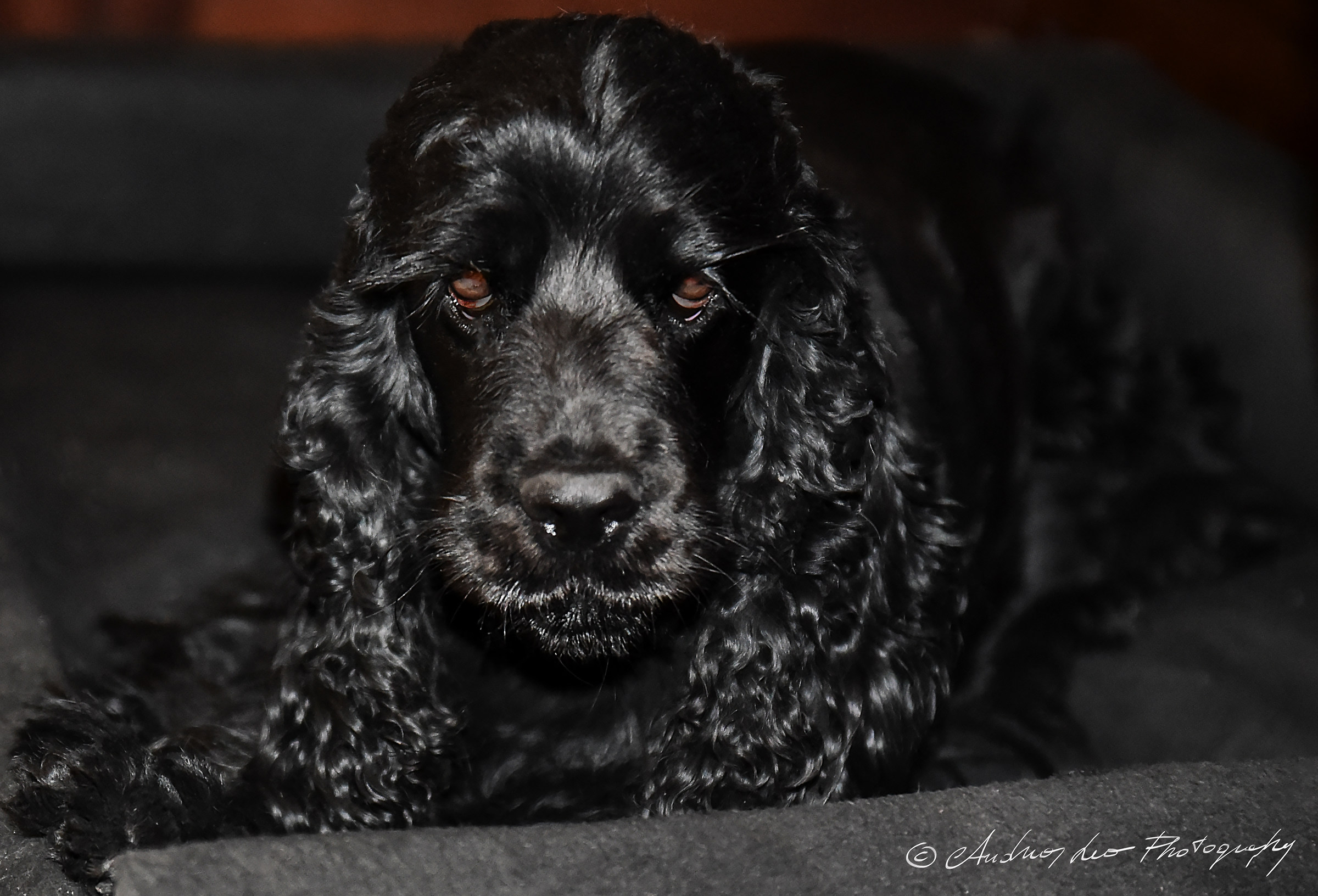 Kuka, Cocker Spaniel inglese