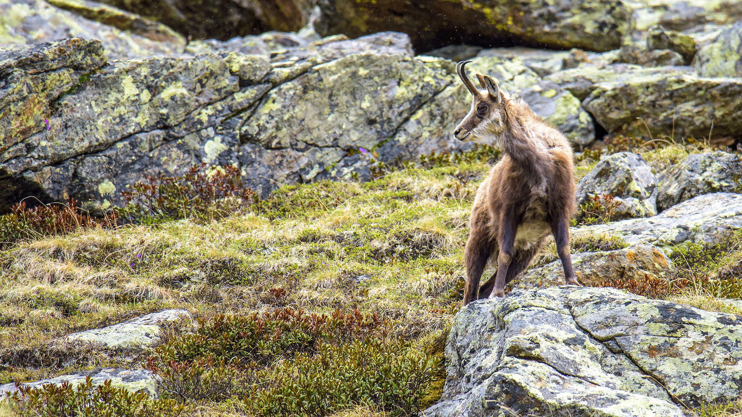 Chamois