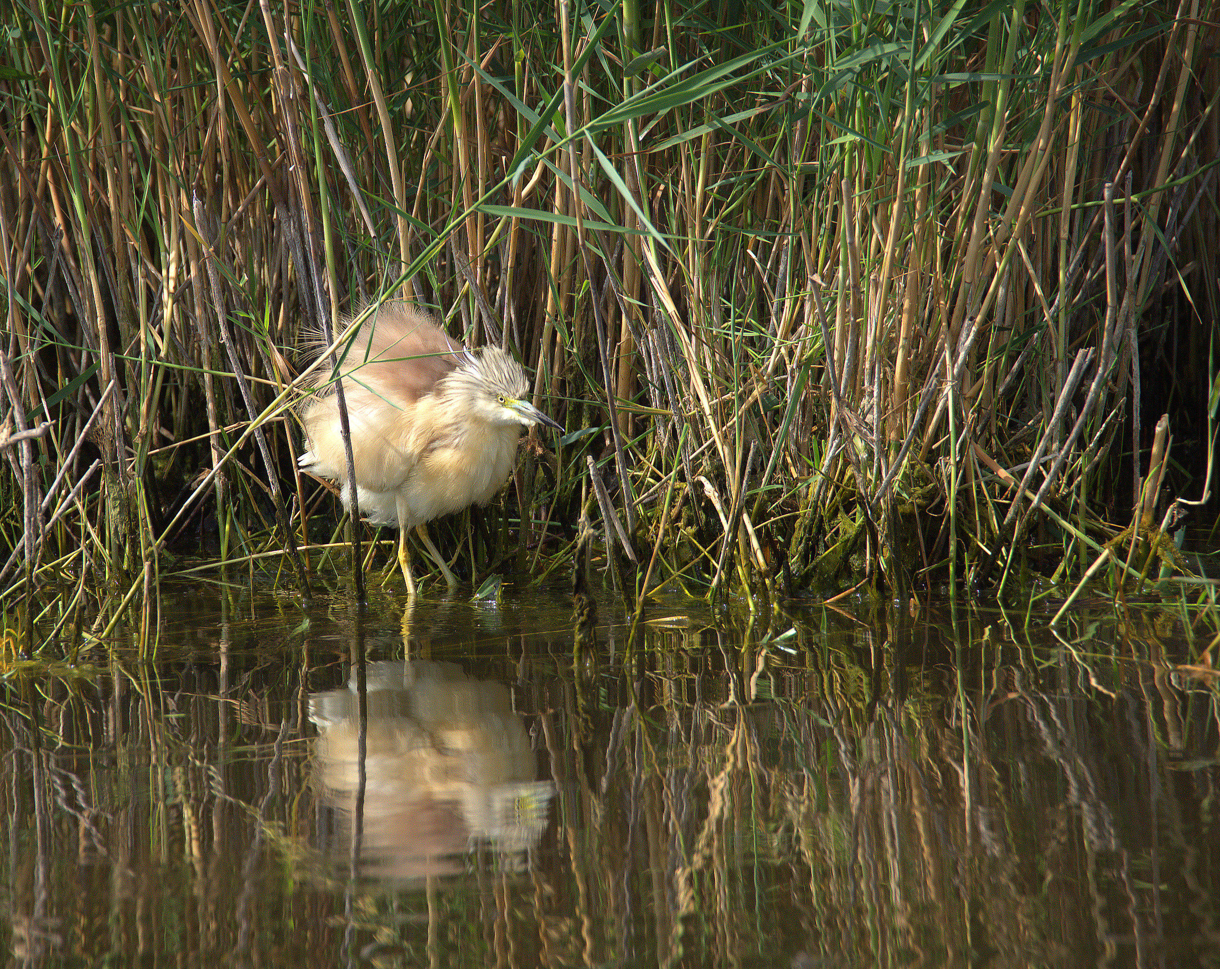 Squacco heron