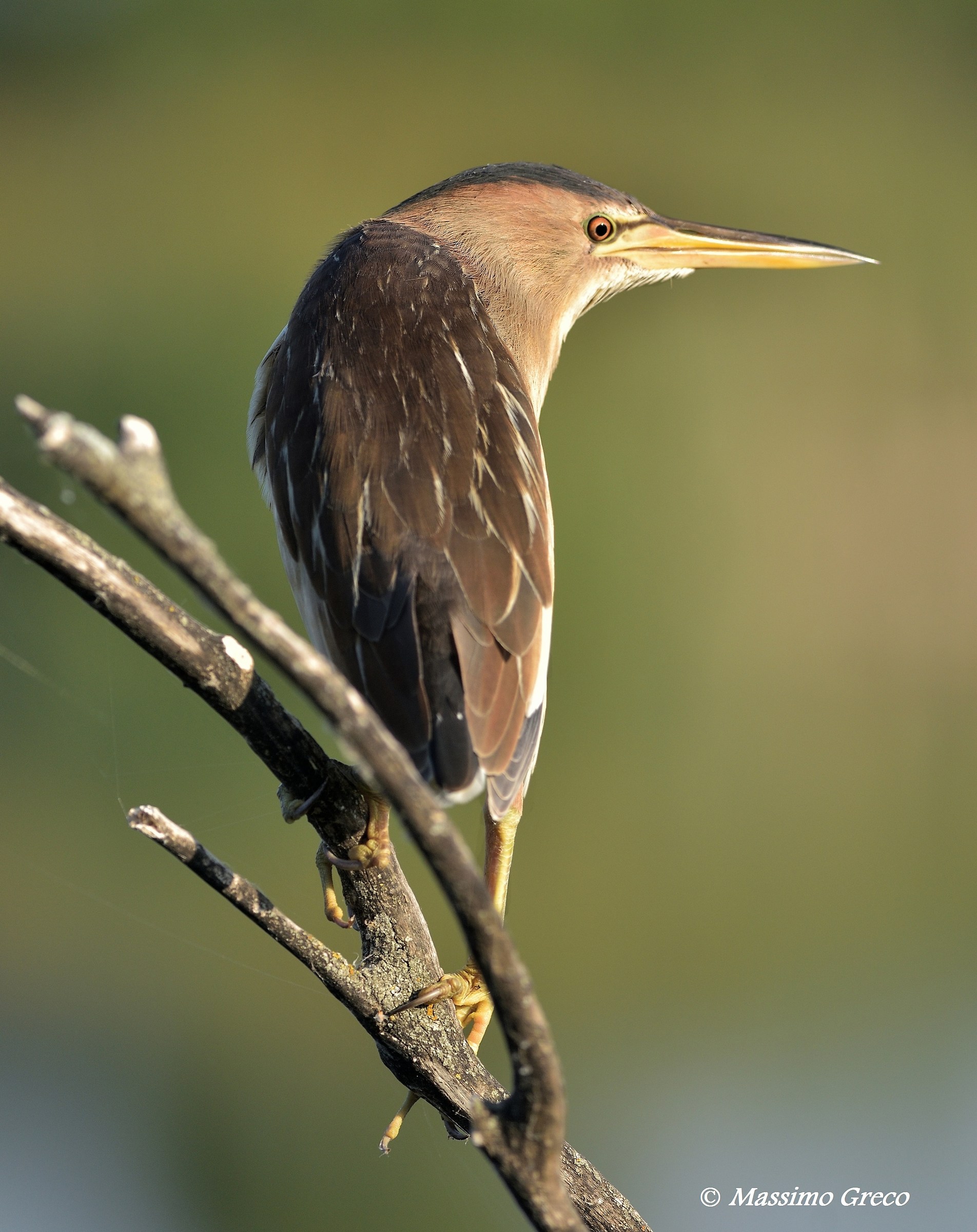Femmina di Tarabusino