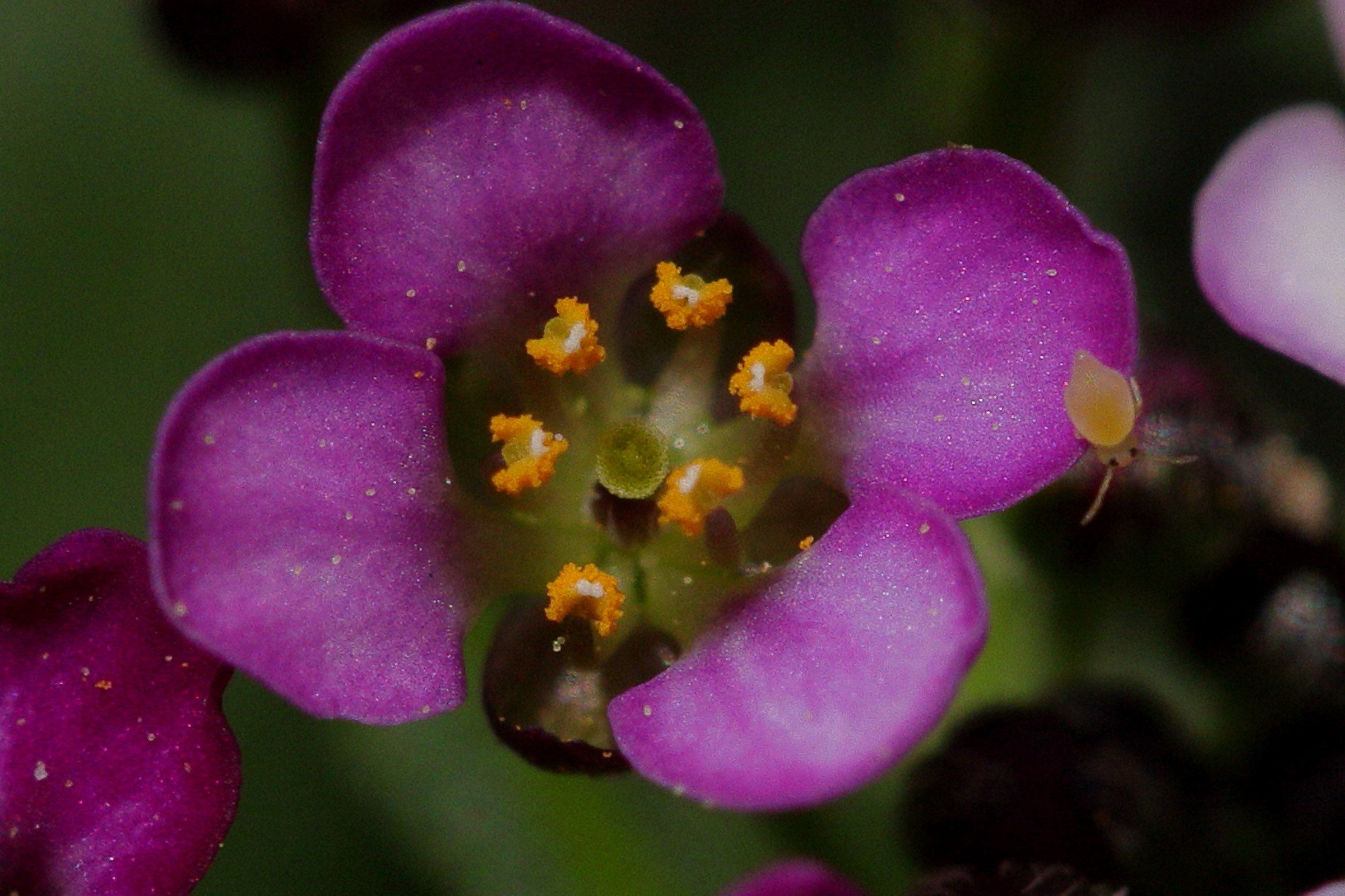 Piccoli fiori selvatici