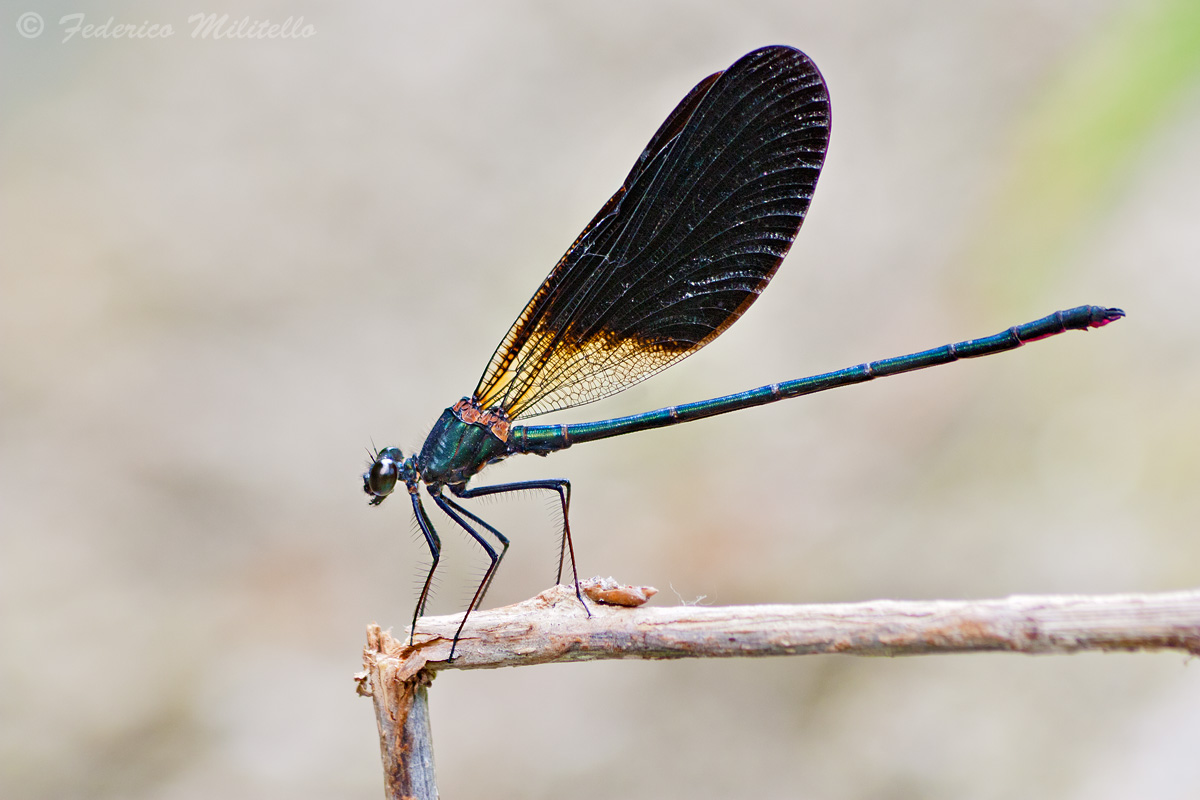 Damsel - Calopteryx haemorrhoidalis