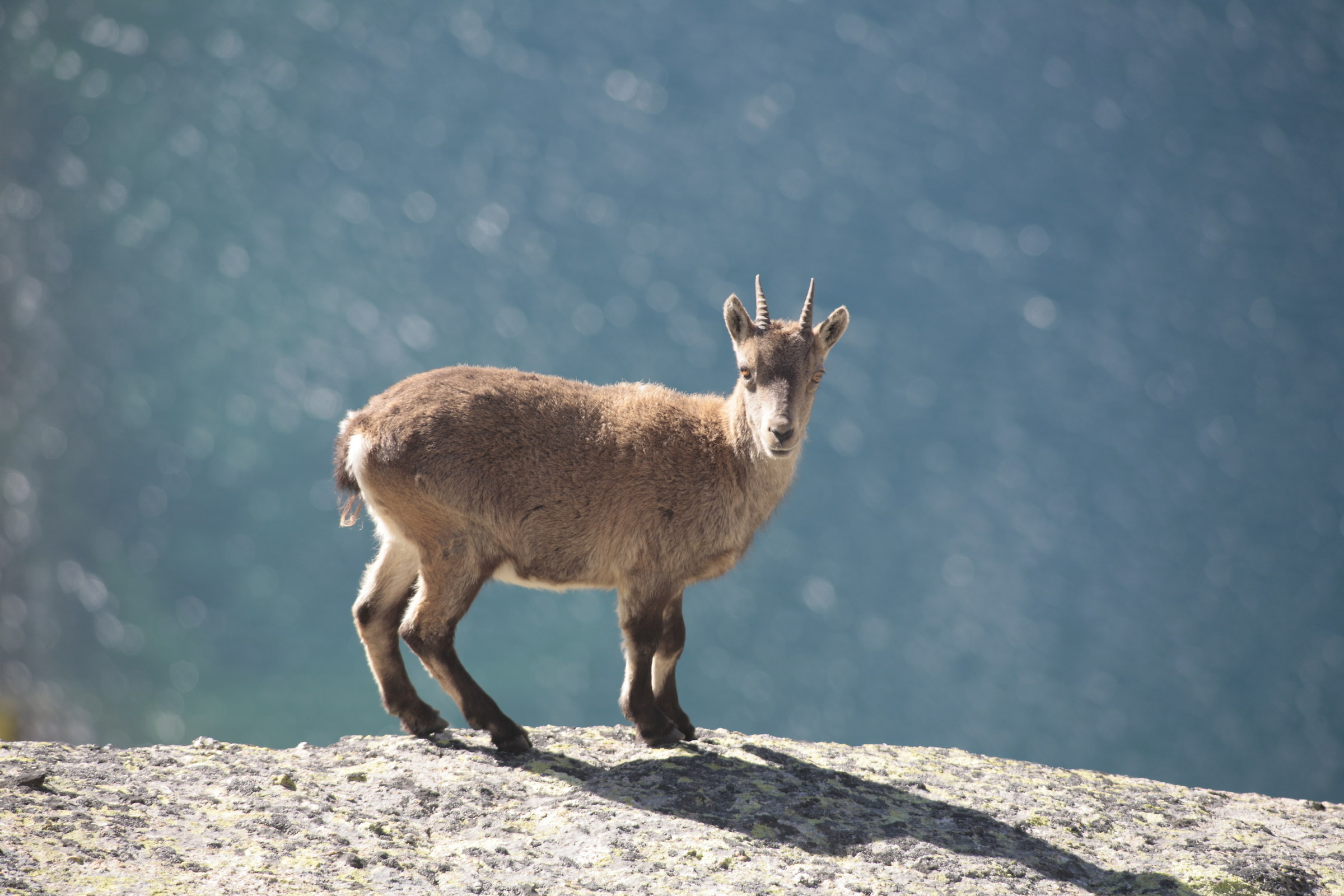 Nivolet hill, female ibex