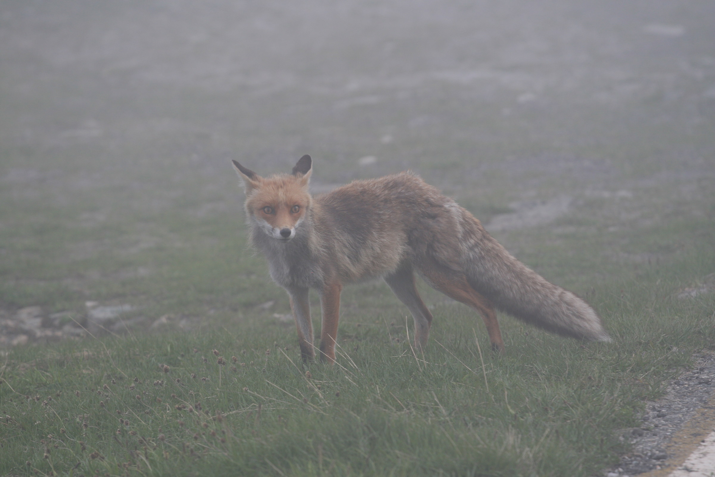 Friend in the fog