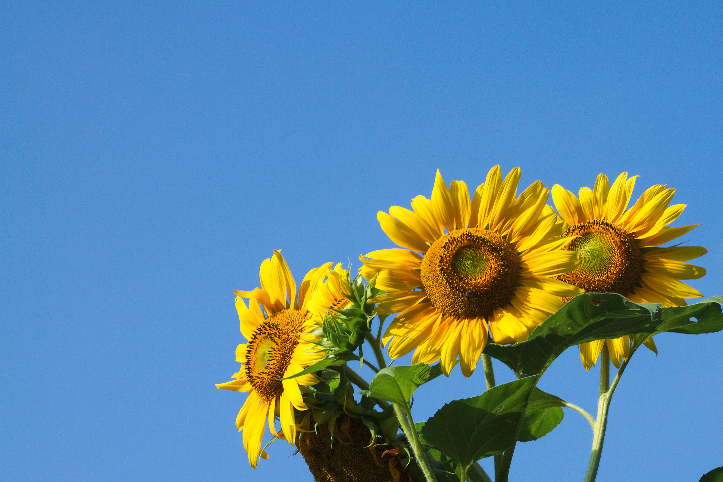 The three sunflowers