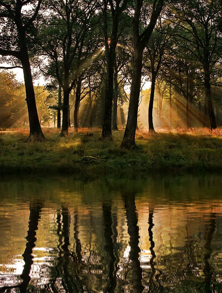 Forest Reflections