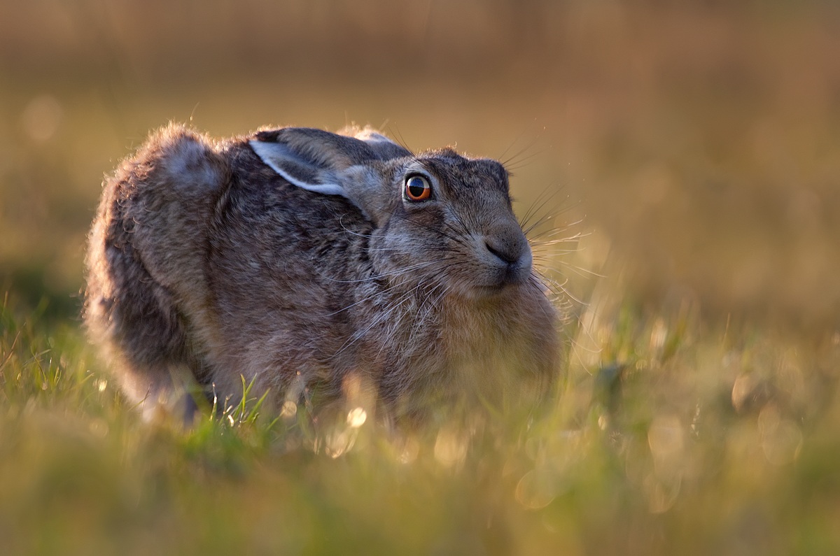 Hare