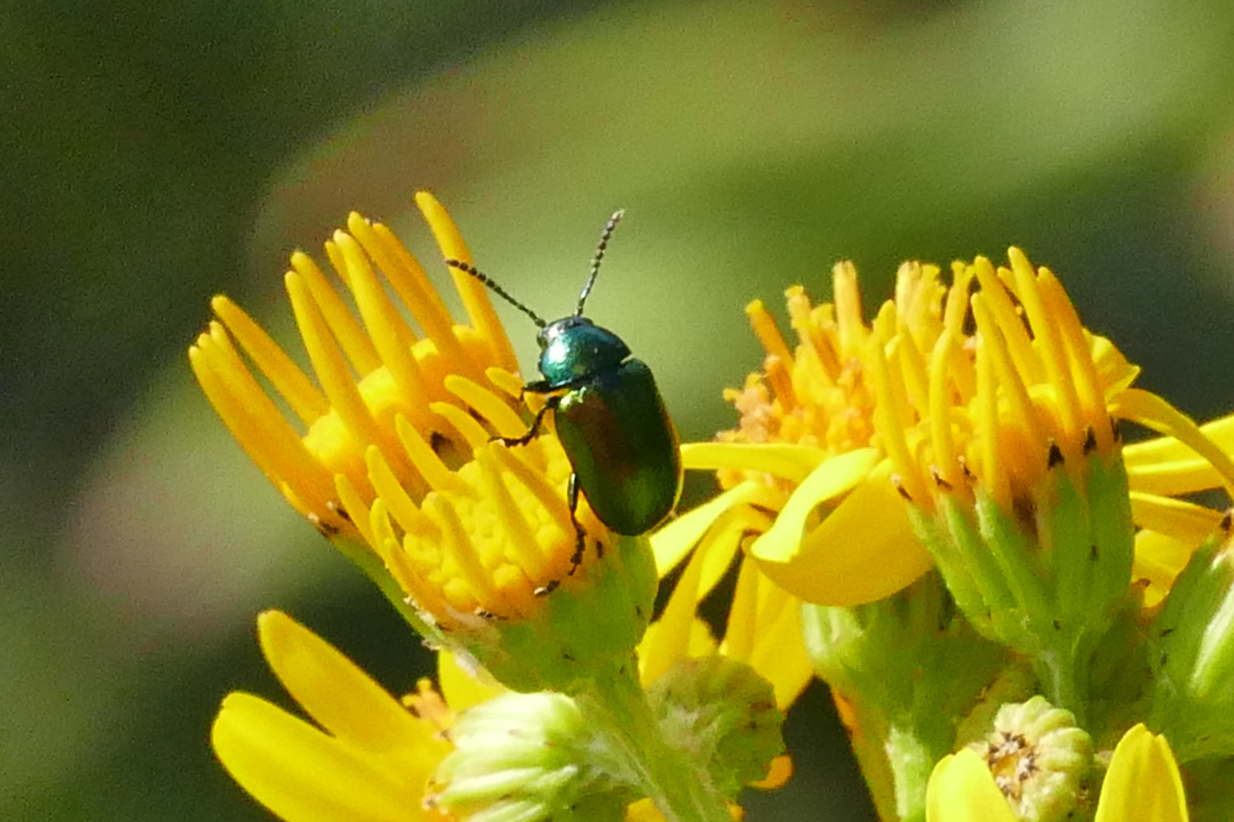 Girasole con un coleottero