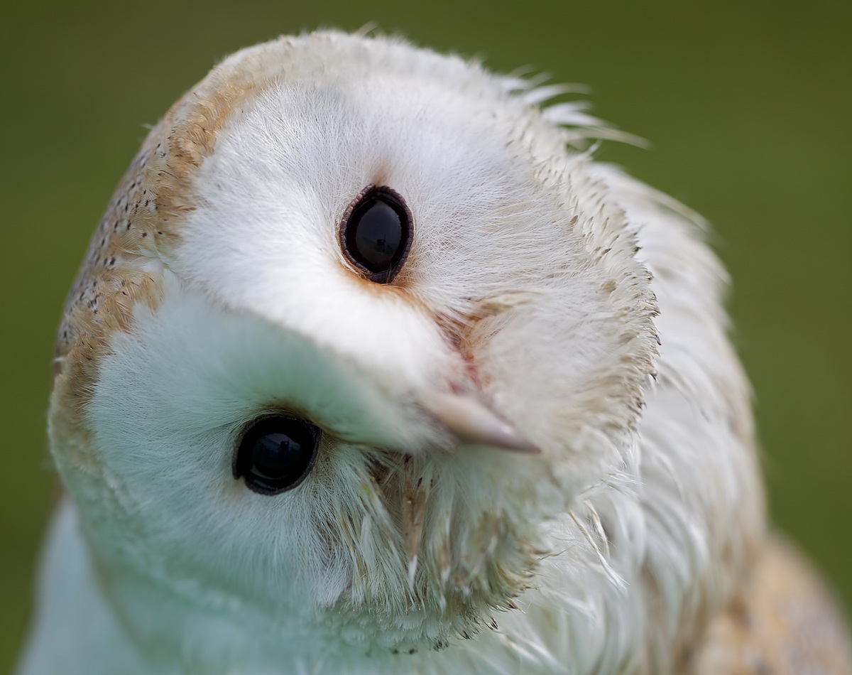 Barn Owl