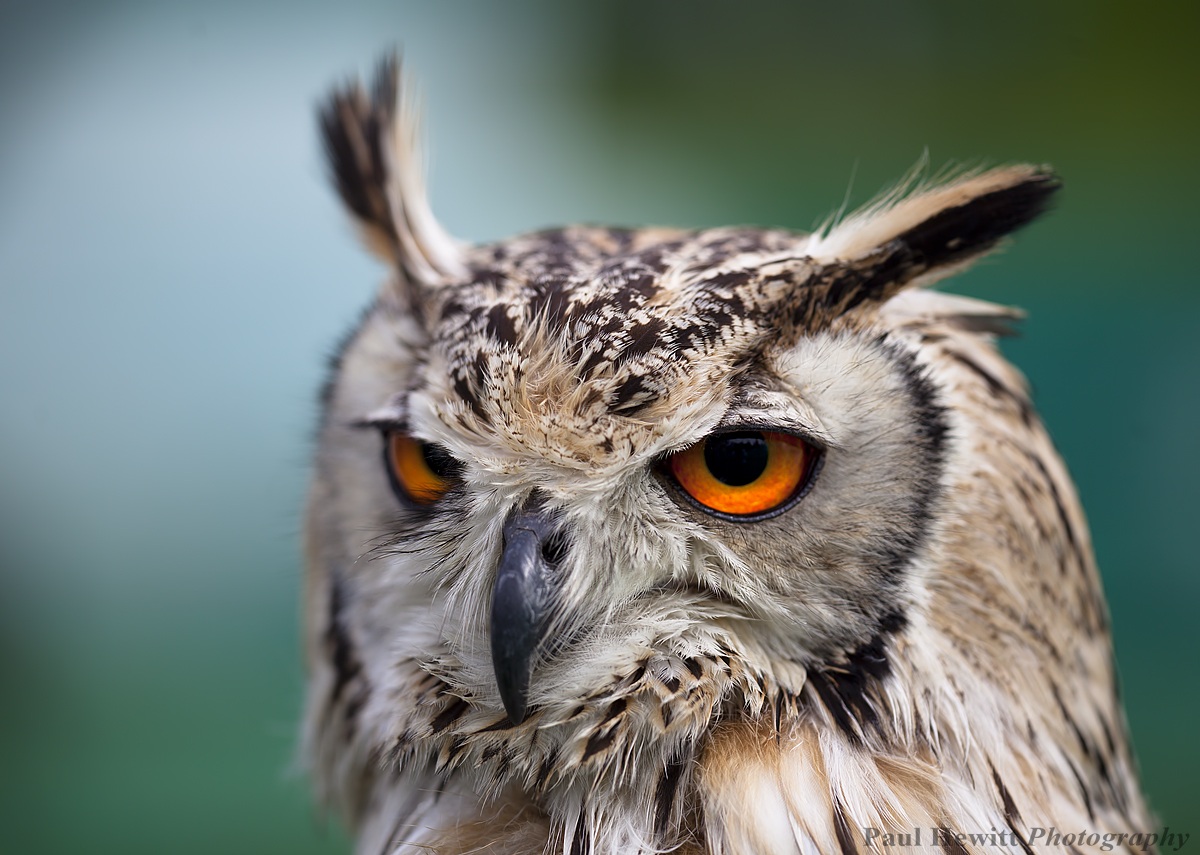 Horned Owl
