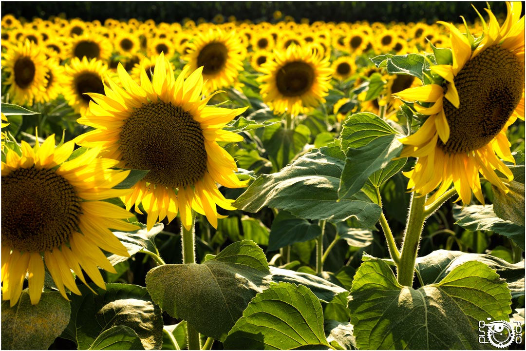 G as Yellow and Yellow as Sunflower