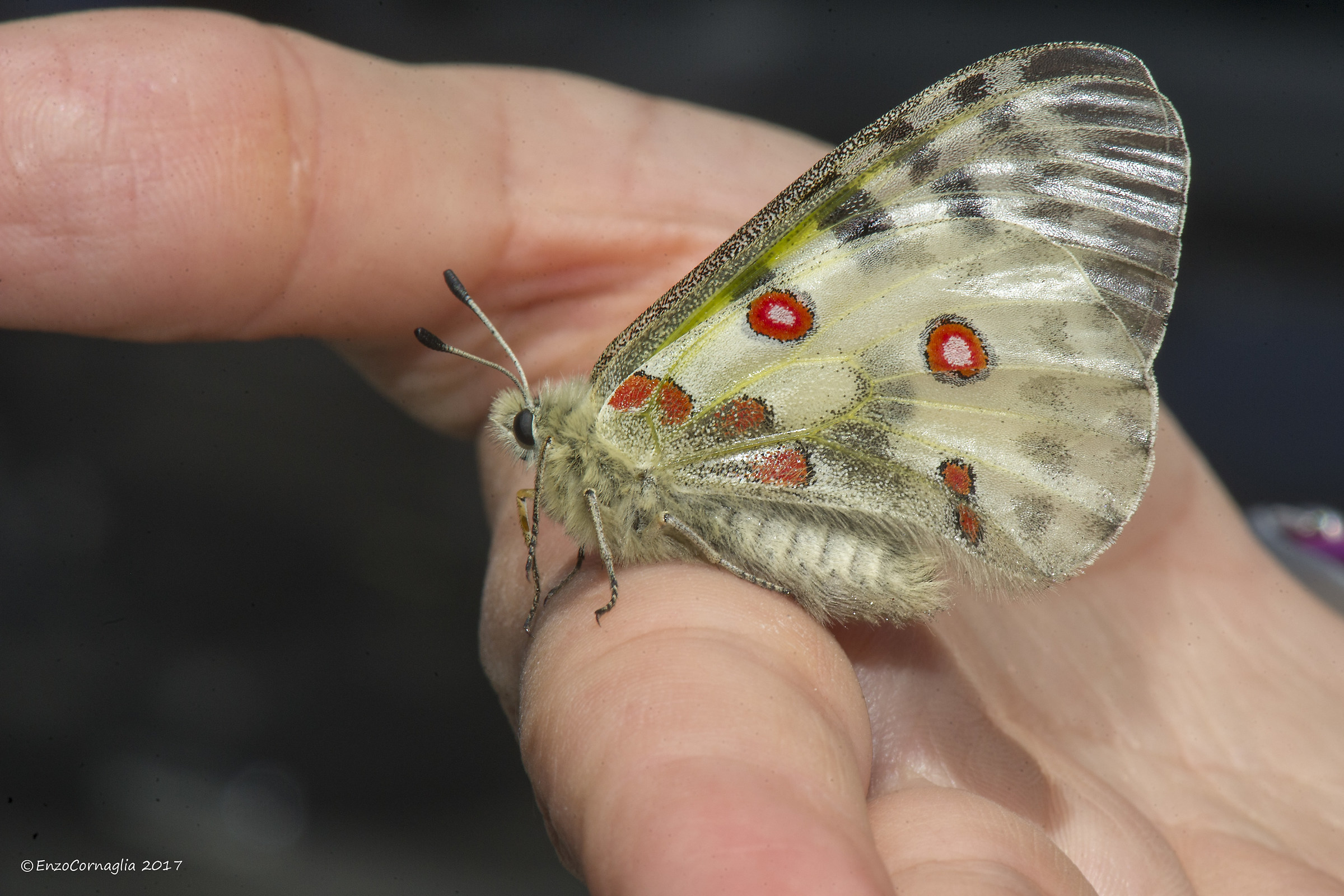 Parnassius apollo