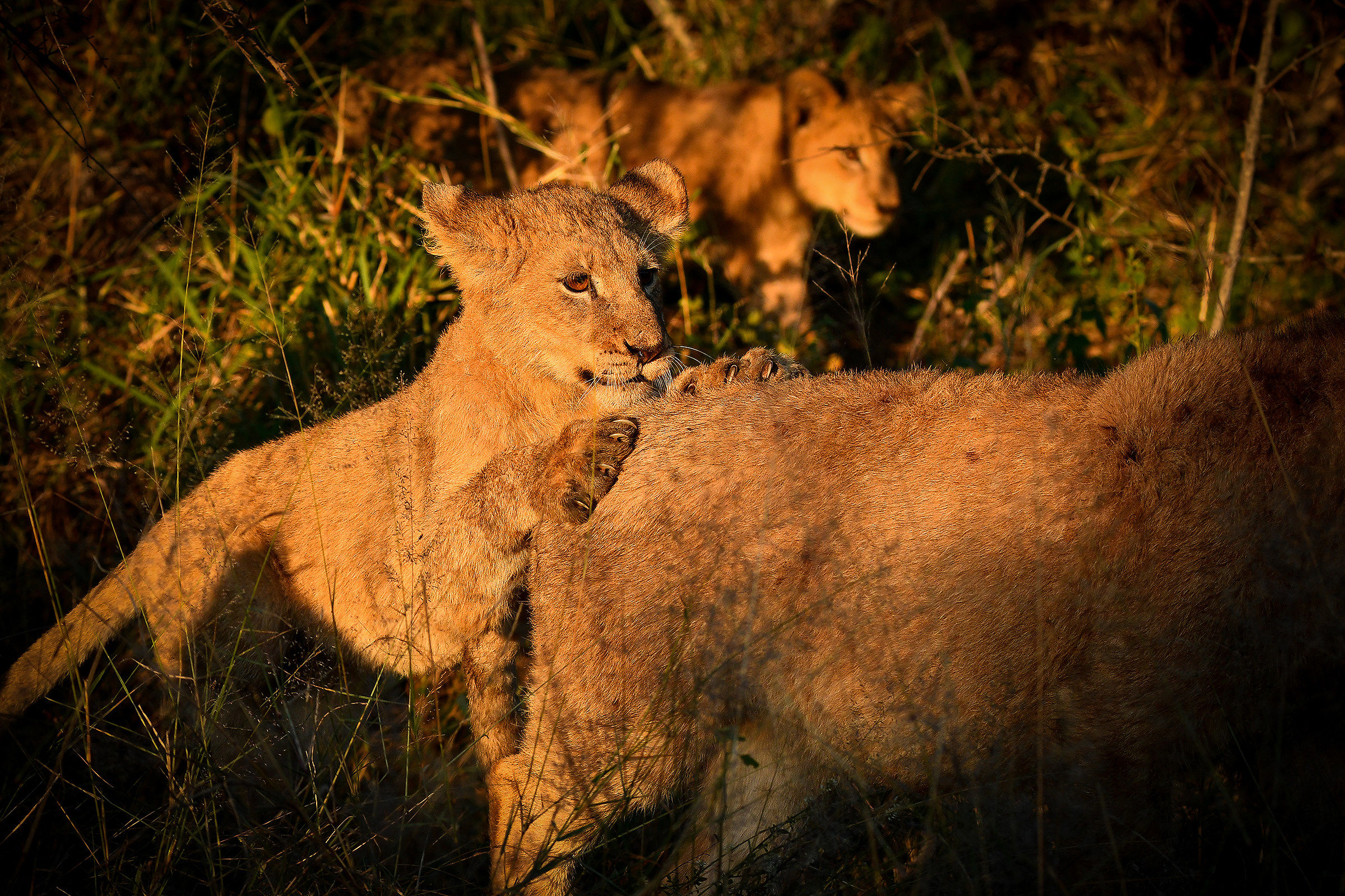 In famiglia c'è sempre un pazzo!!!!!!!