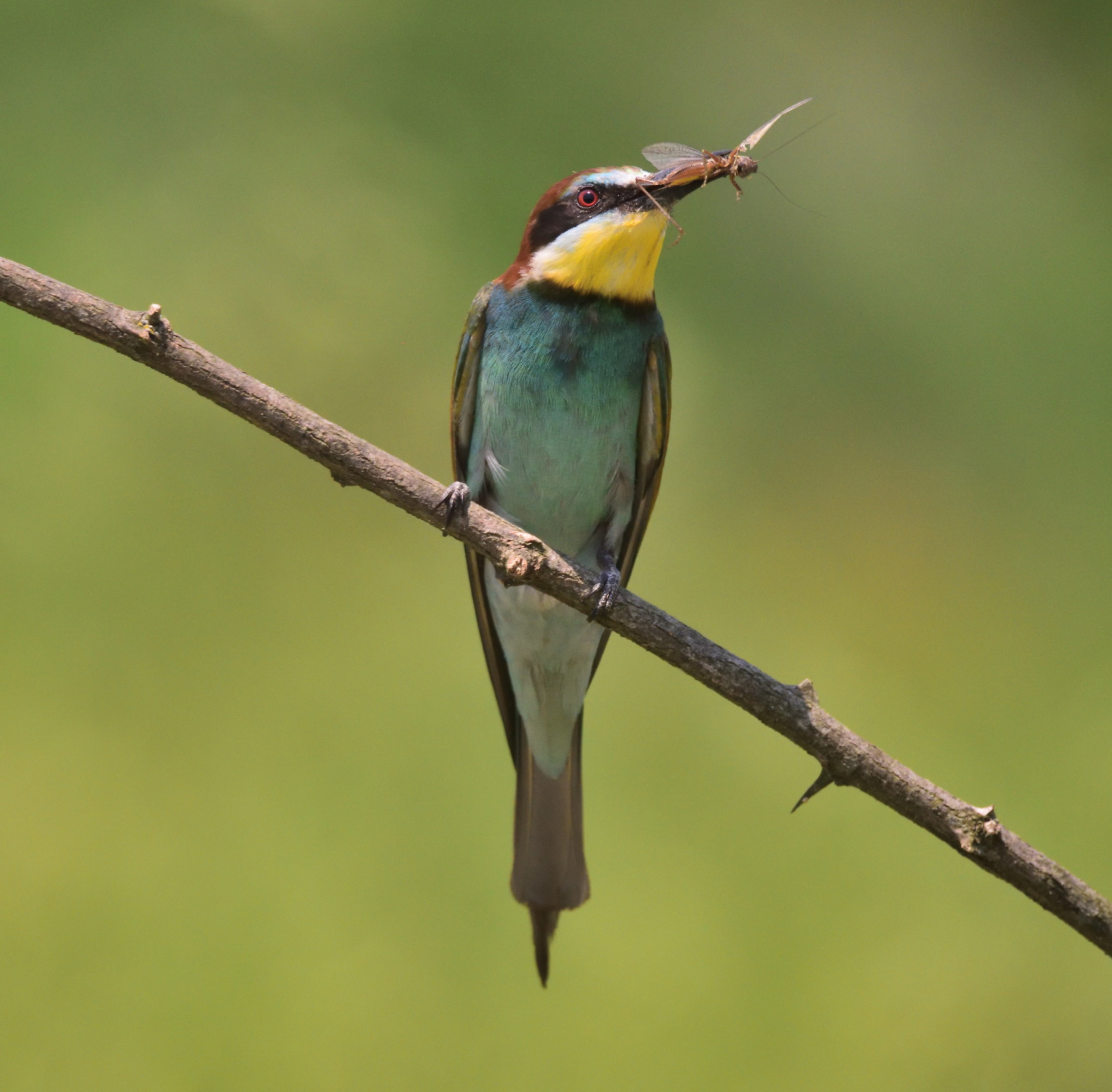 Dumpling with cricket