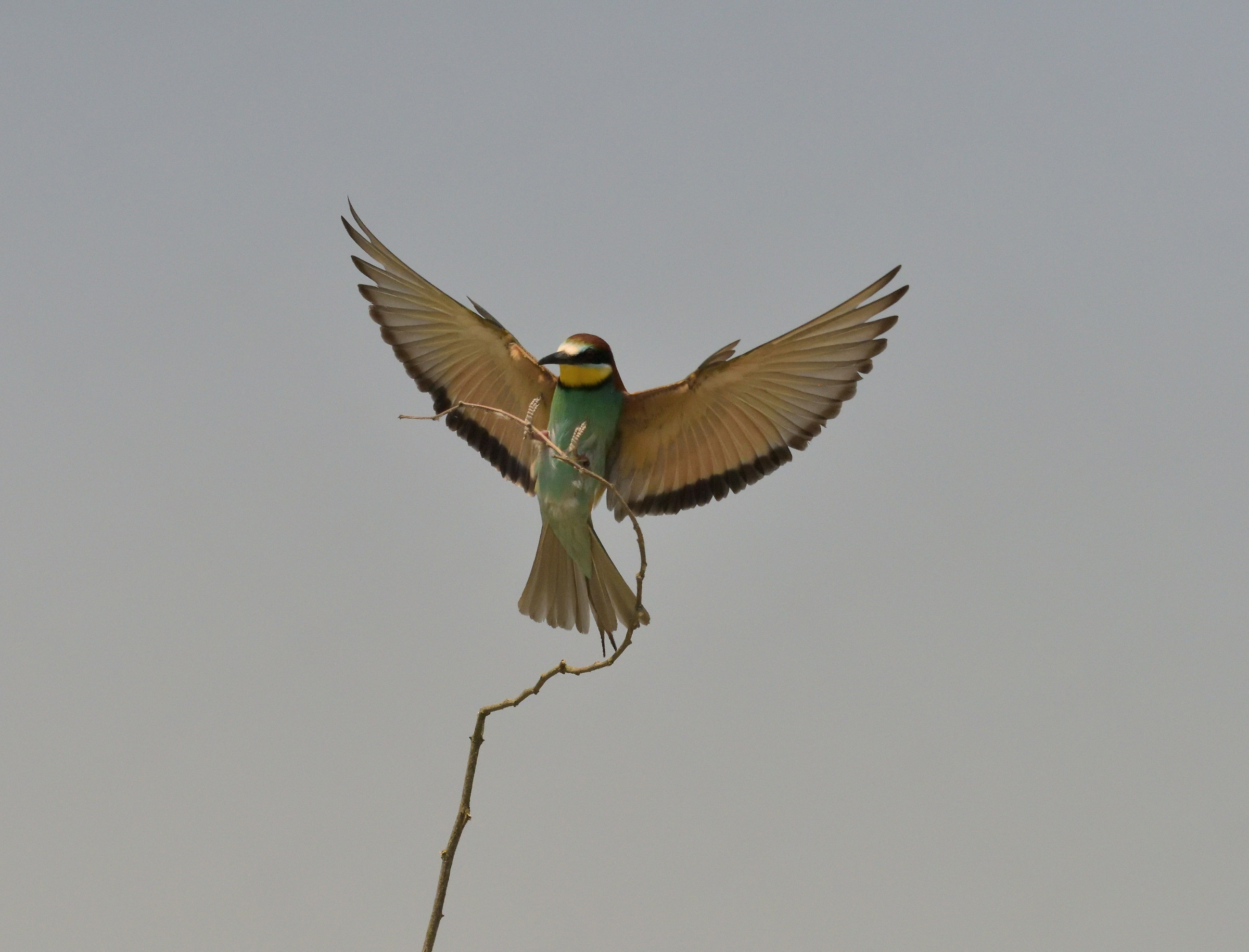 Dumbbells being hooked