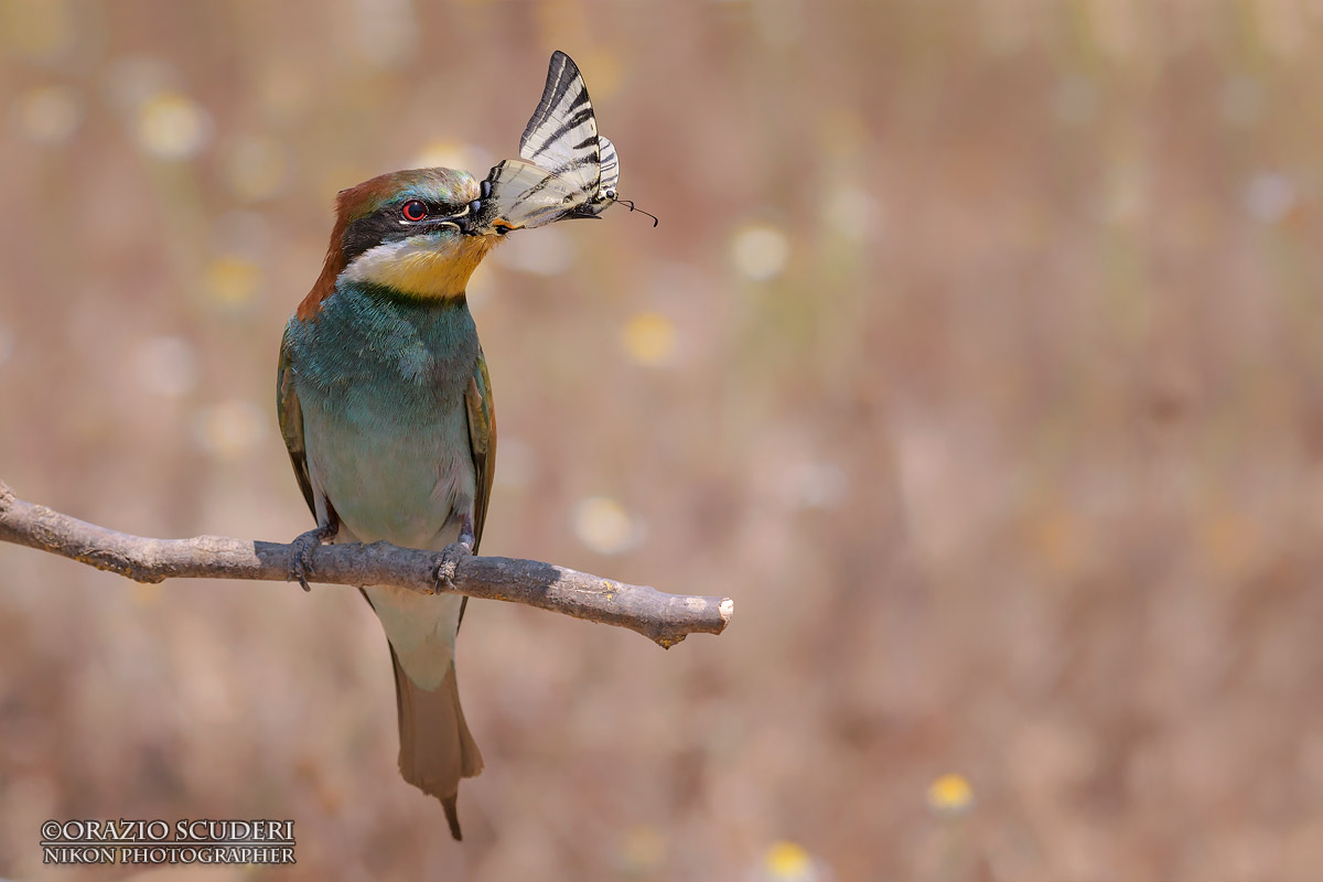 Merops apiaster
