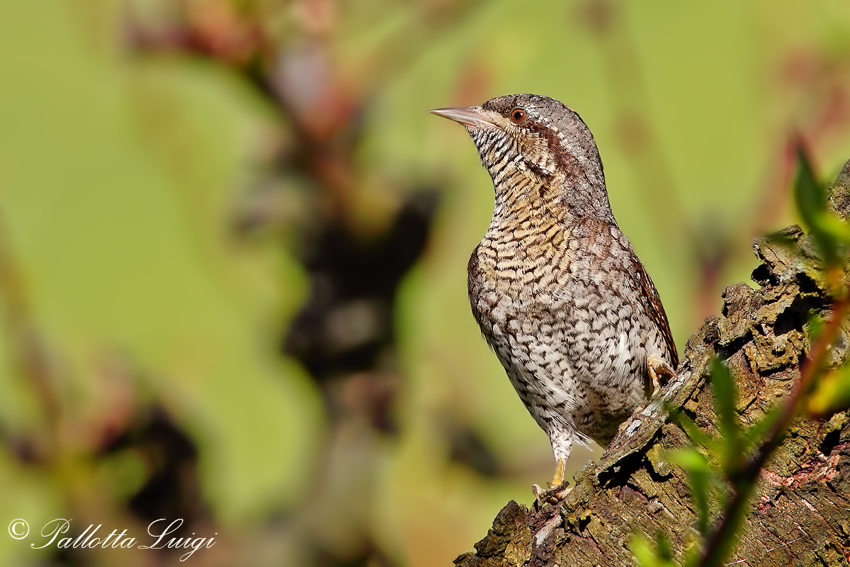 Torcicollo (Jynx torquilla)