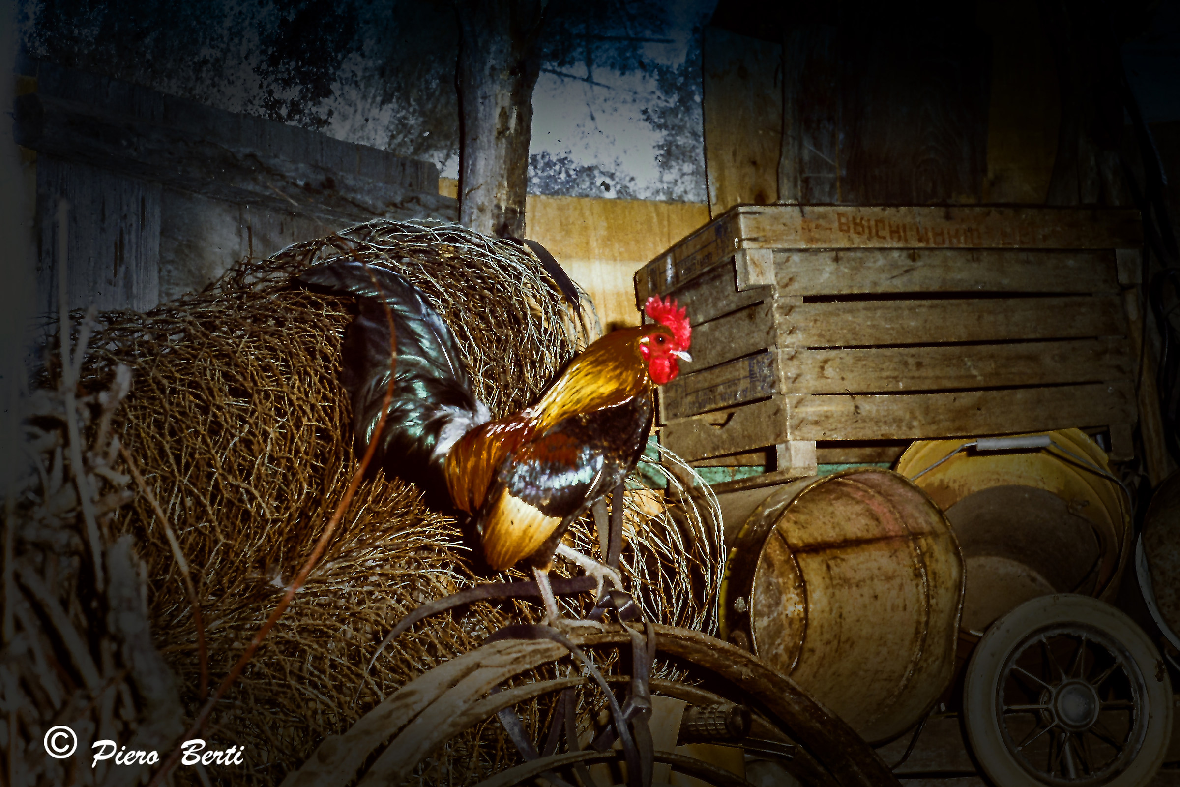 Rooster in a lonely shed, 1972