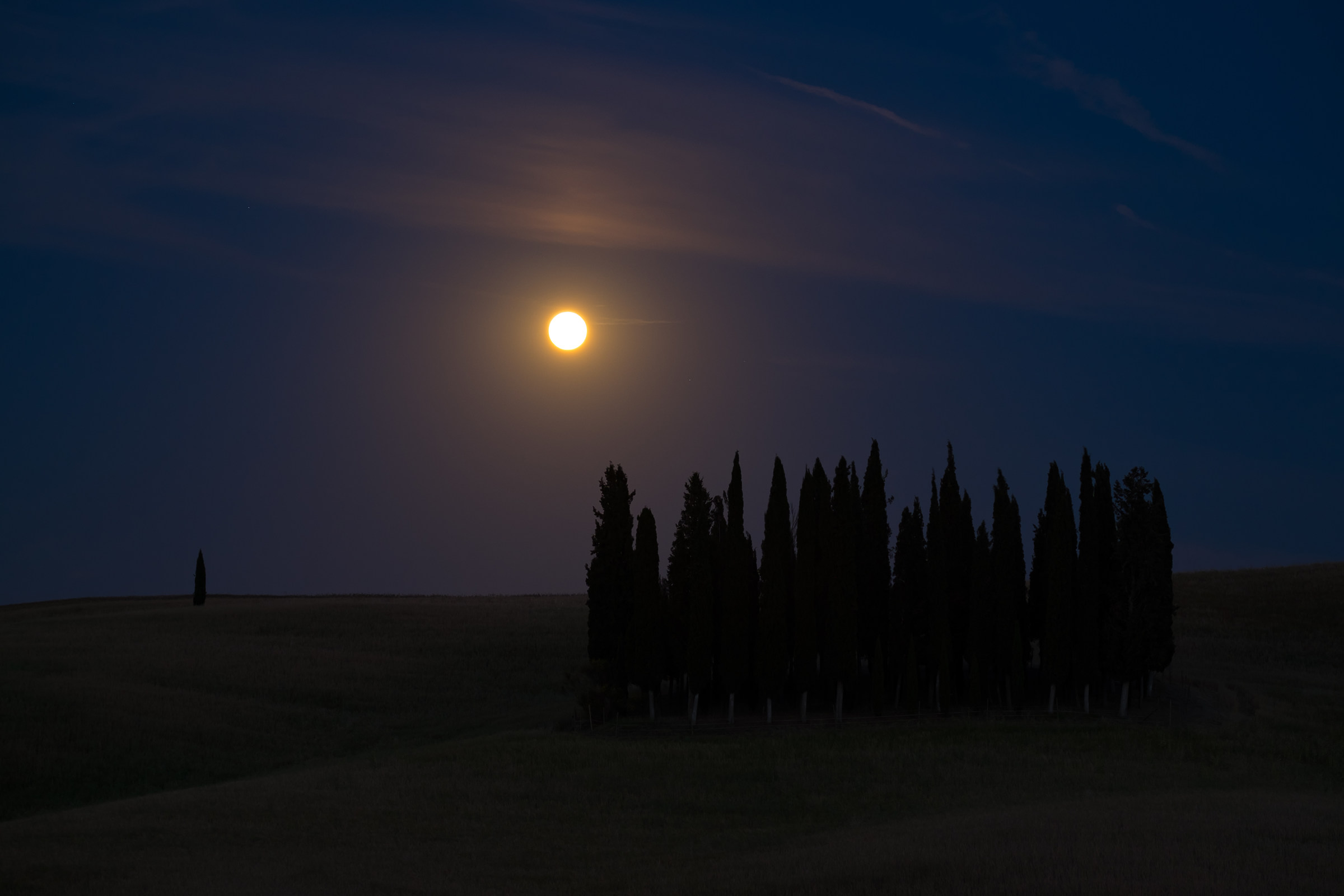 Cypresses in moonlight