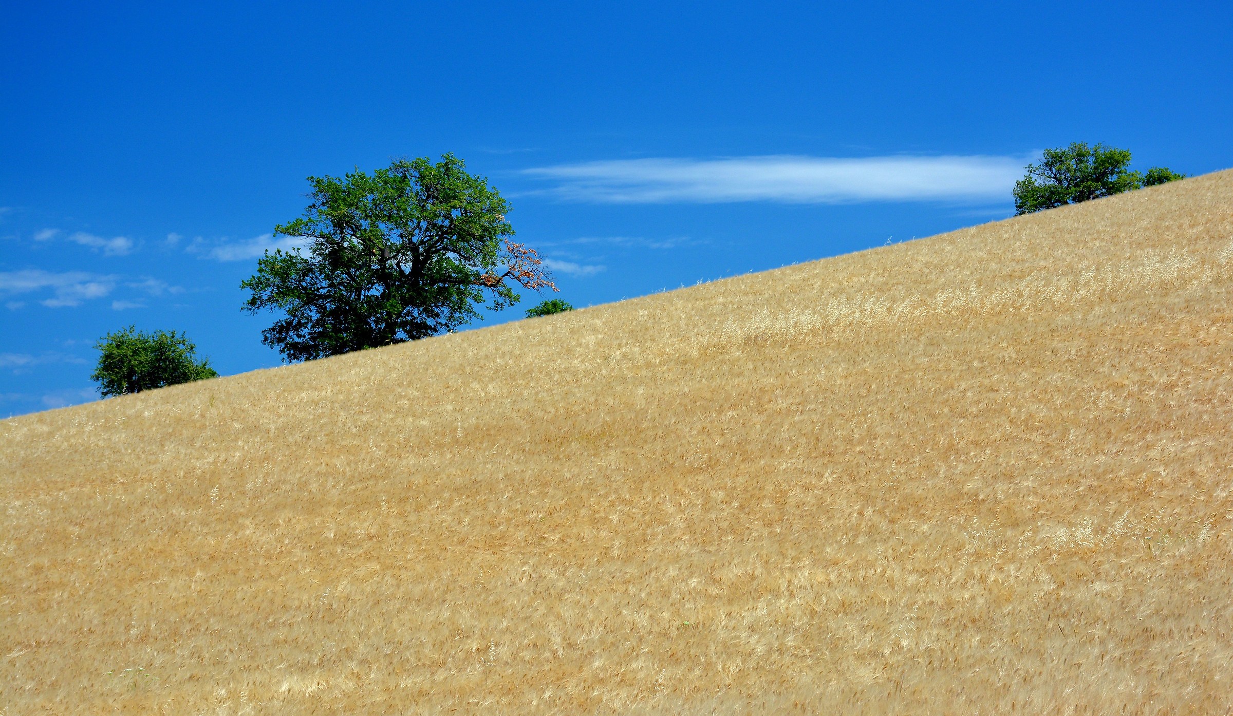 Yellow, Green, Blue and White