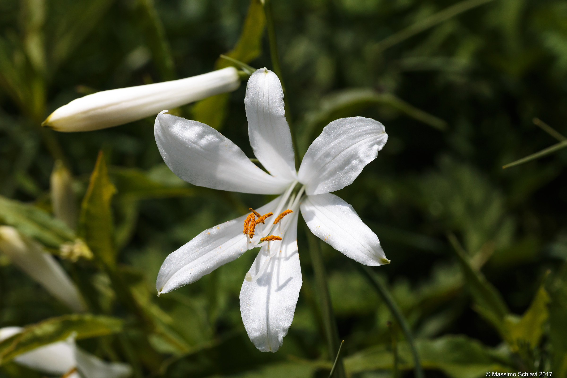 Paradisea liliastrum - Paradise.