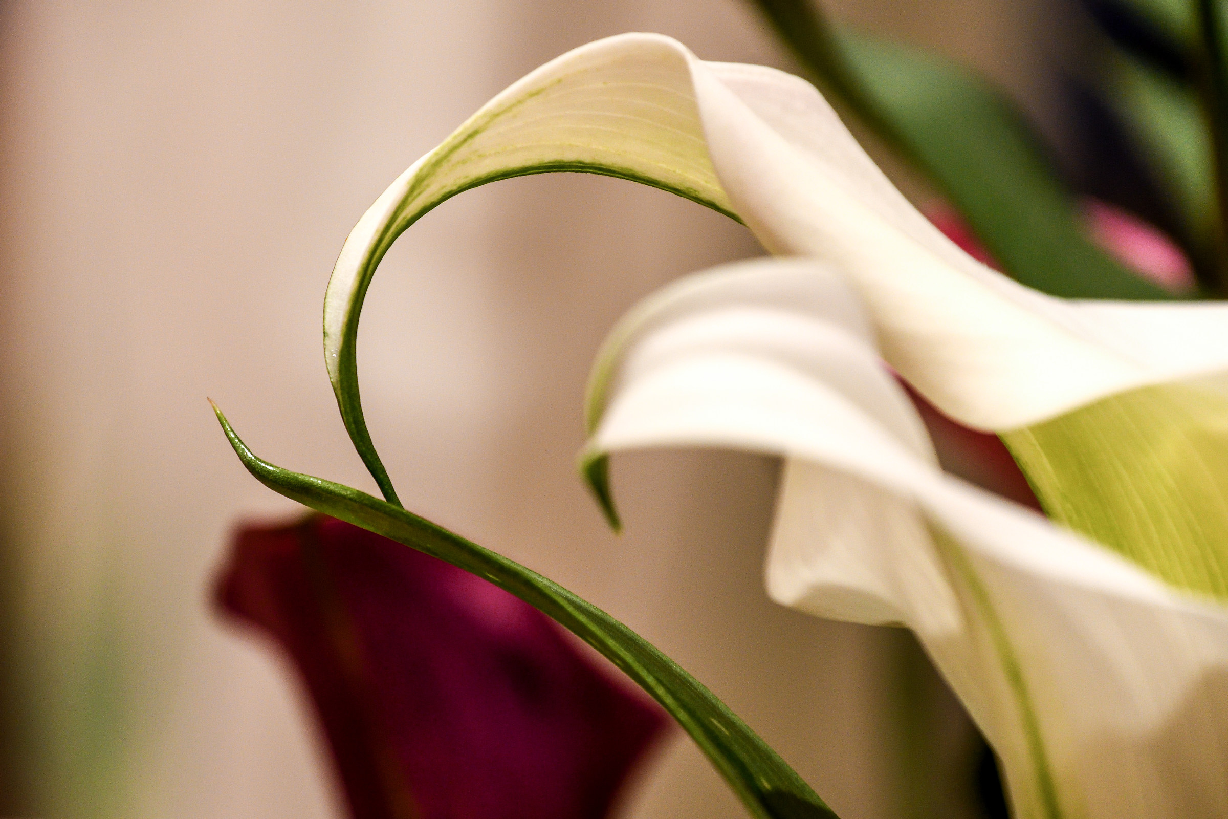 Glimpse of a Calla Lily