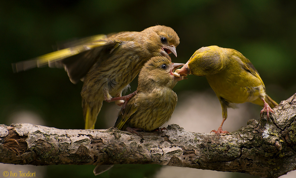 The big hunger of the small verdons.