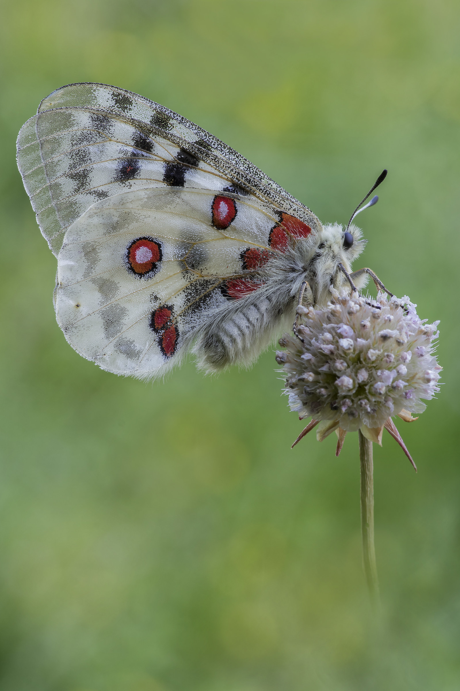 Parnassius apollo