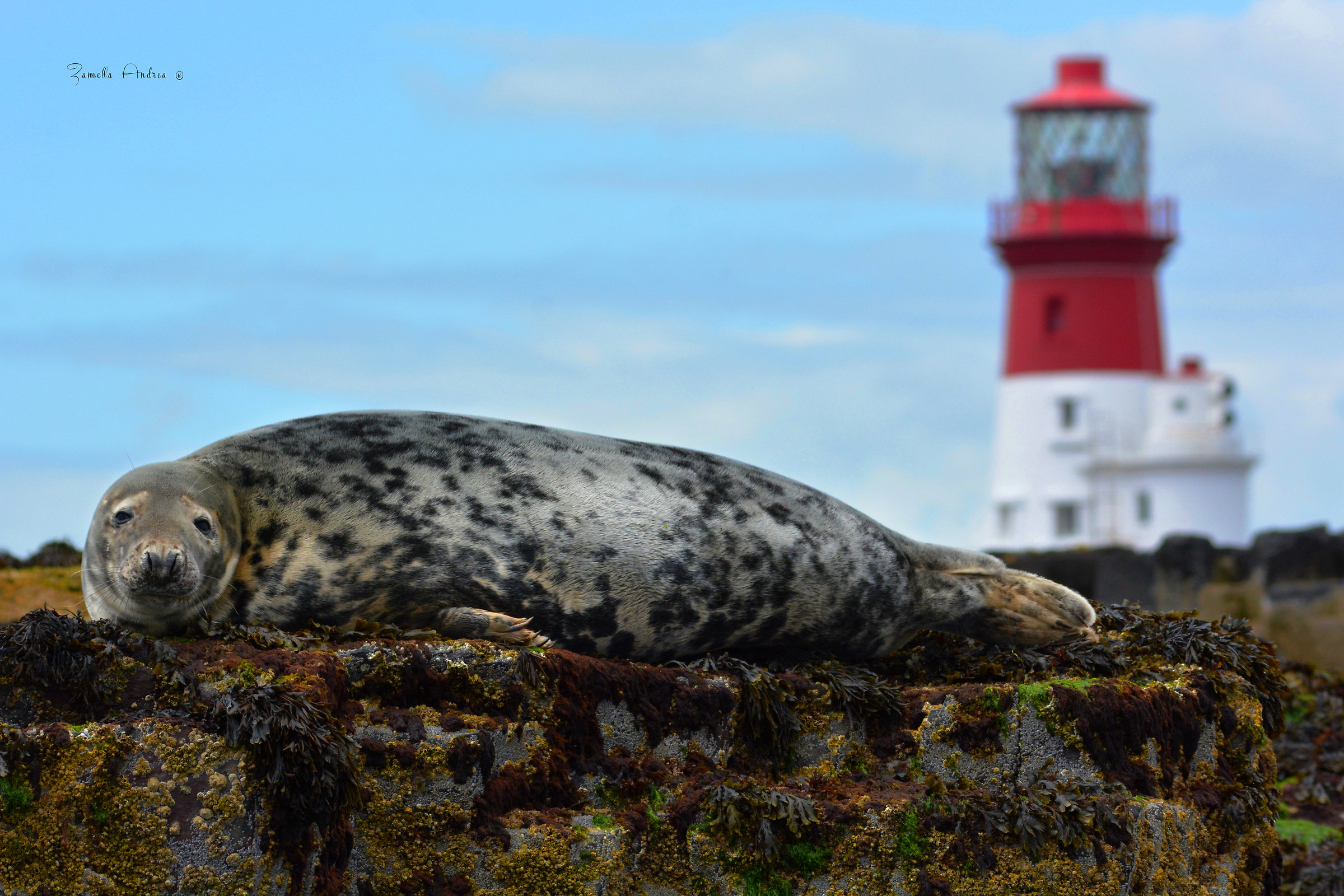 La foca e il faro