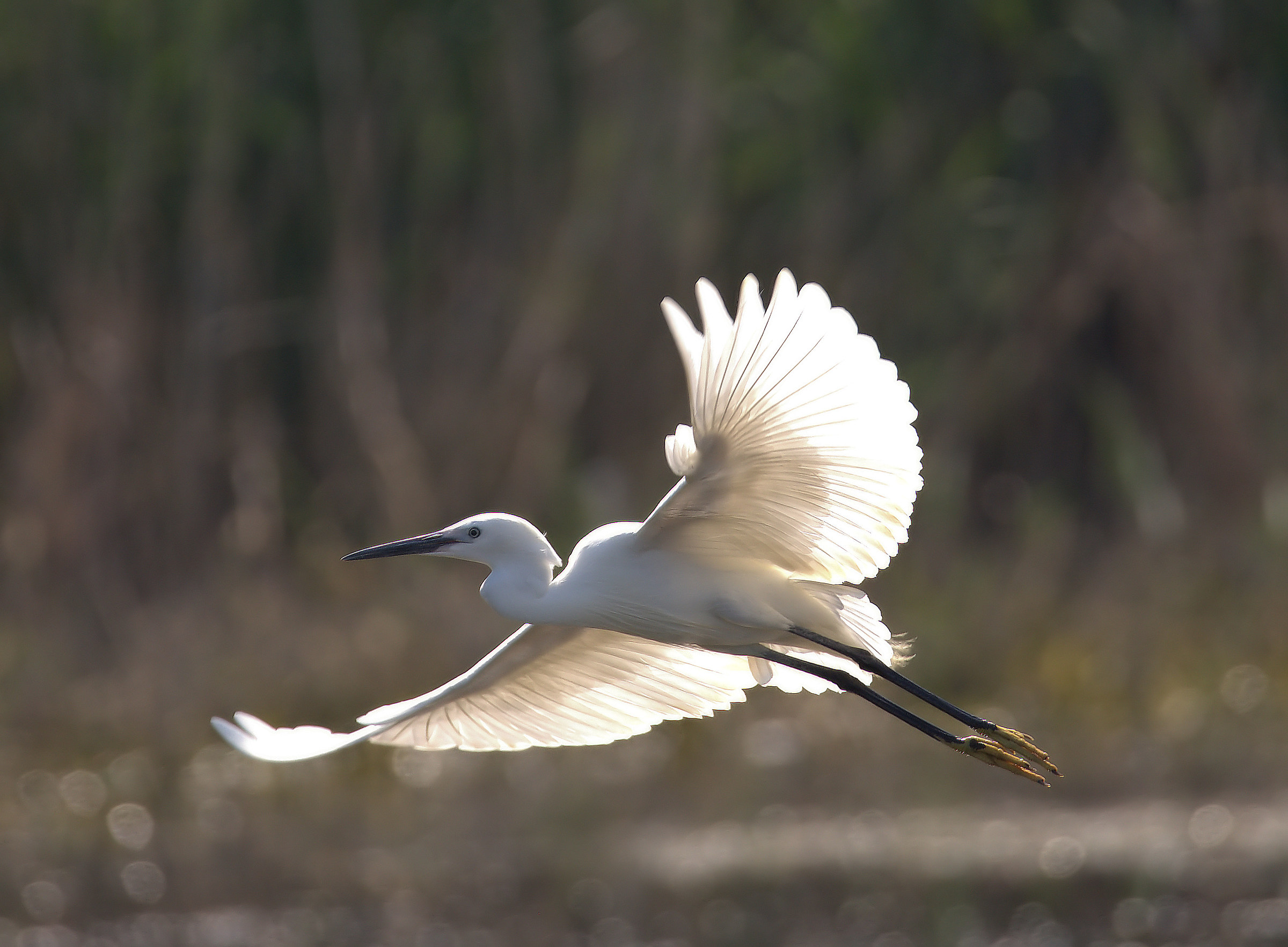 Egret