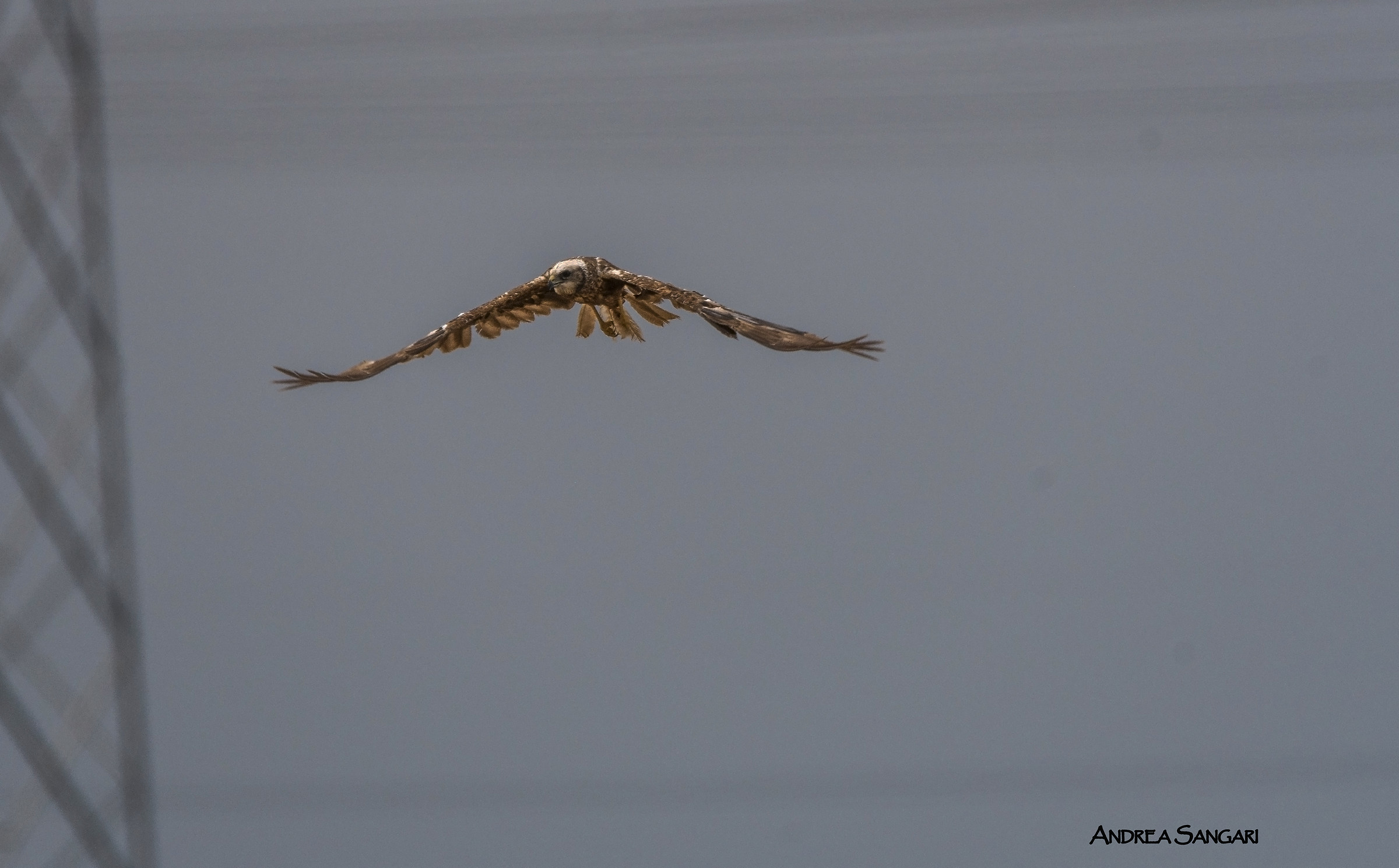 The hunting bogey hawk
