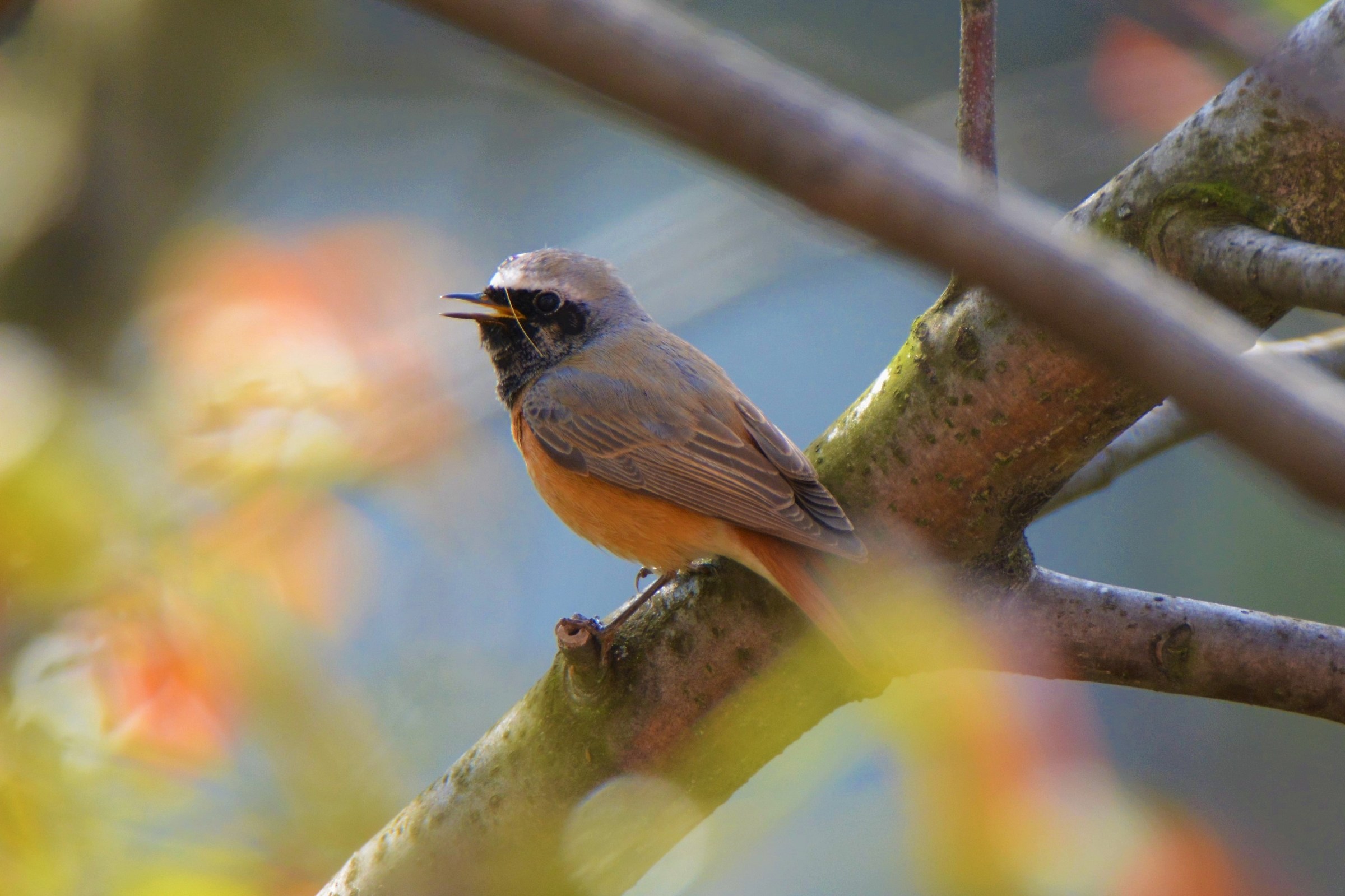 Redstart