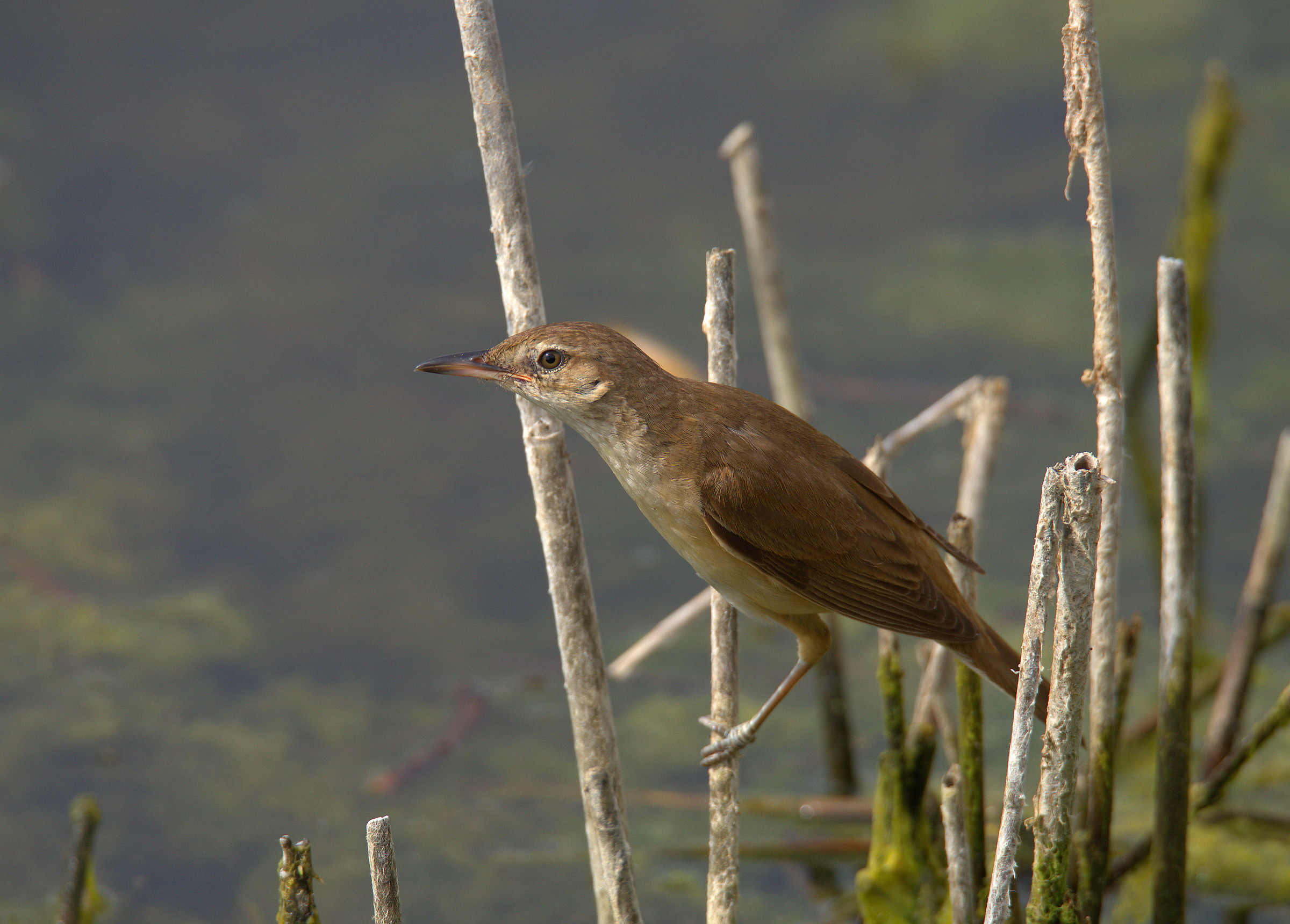Reed warbler