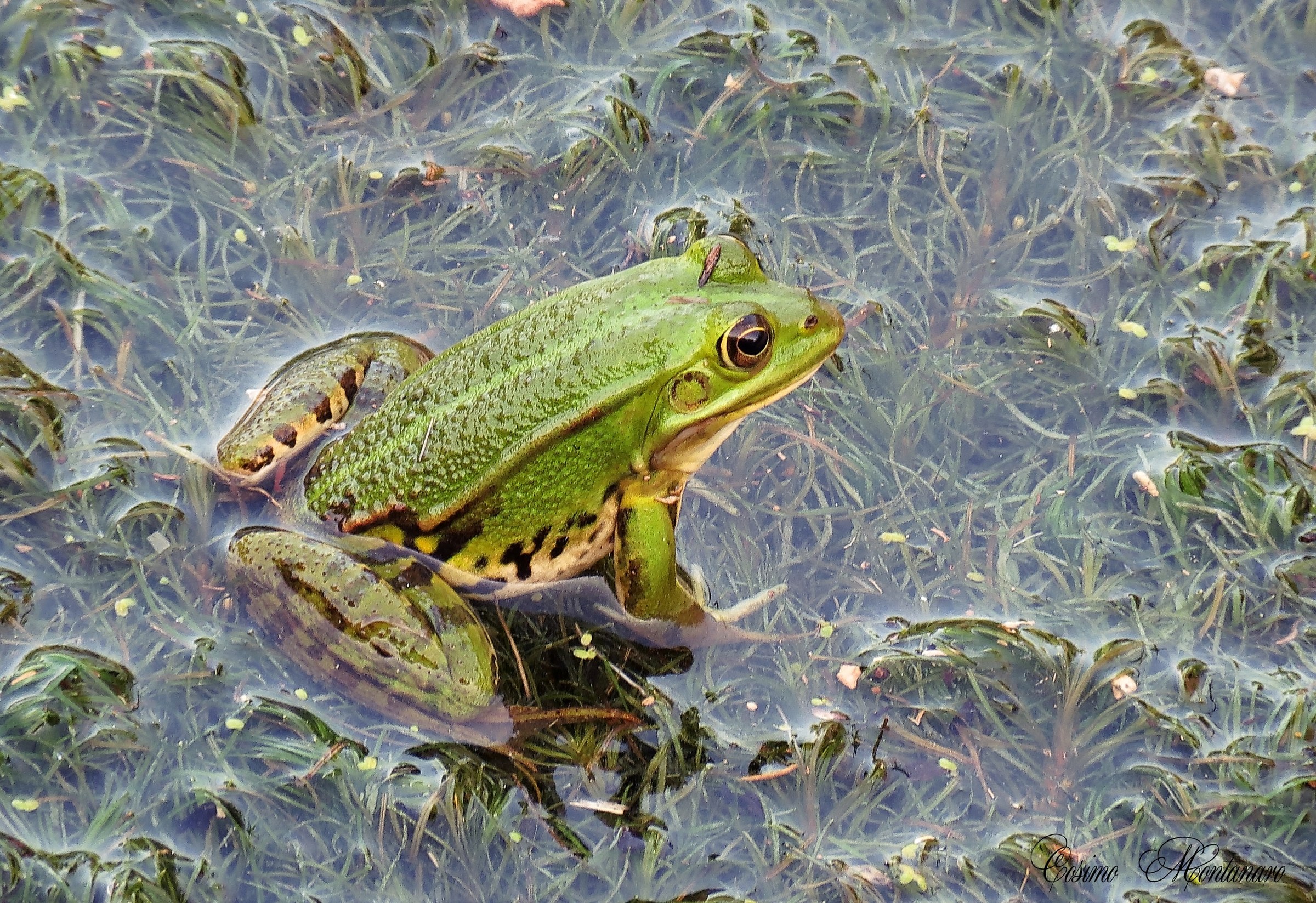 Frog