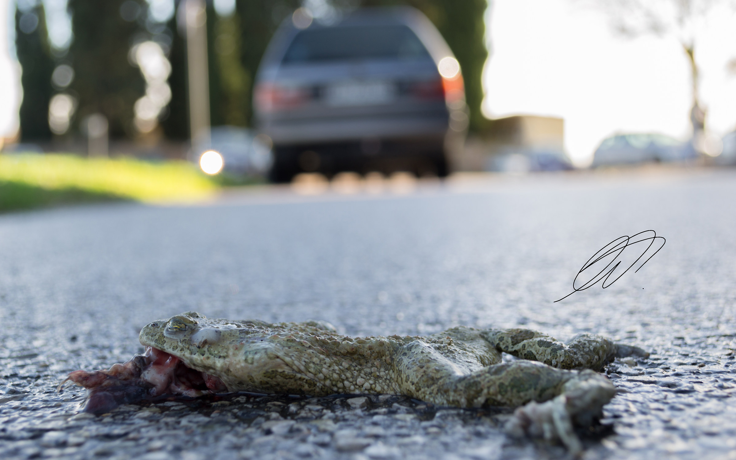 The Princess and the Frog