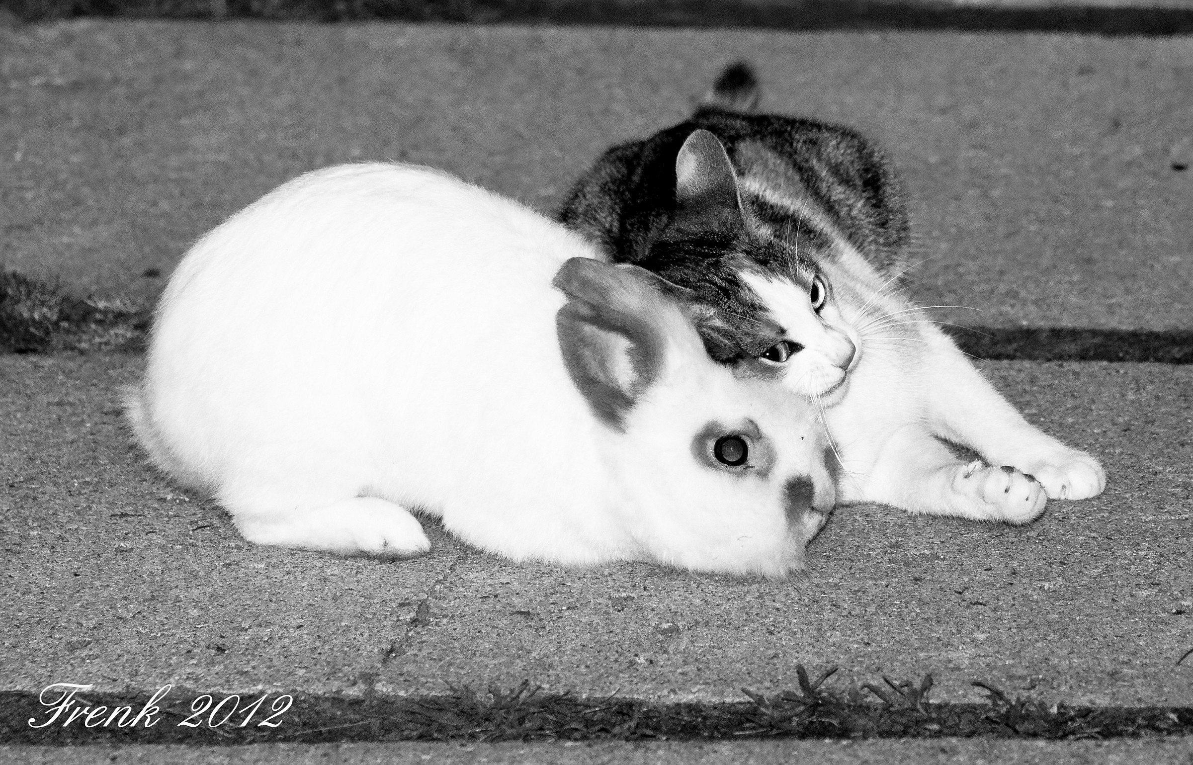 The rabbit Leone with his girlfriend