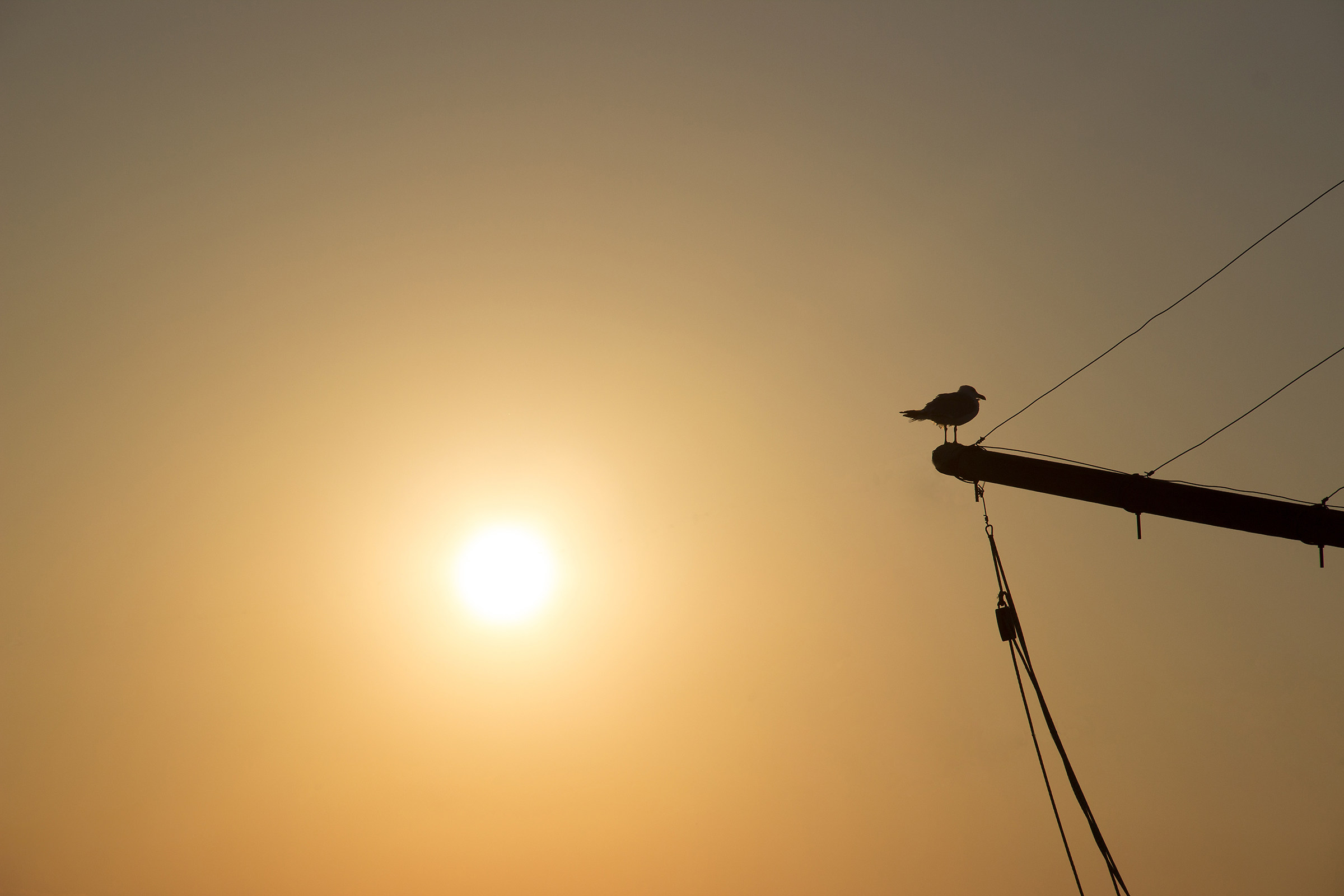 Gabbiano al tramonto