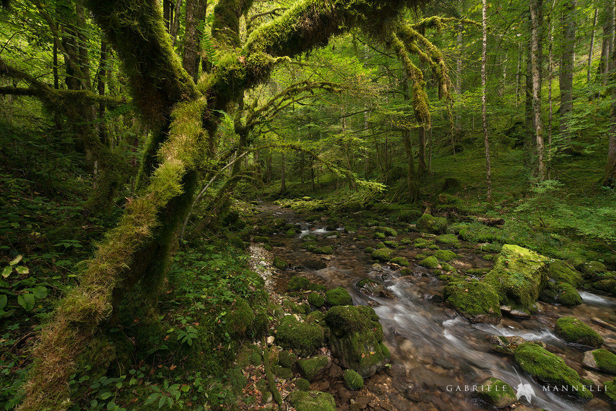 La foresta maledetta