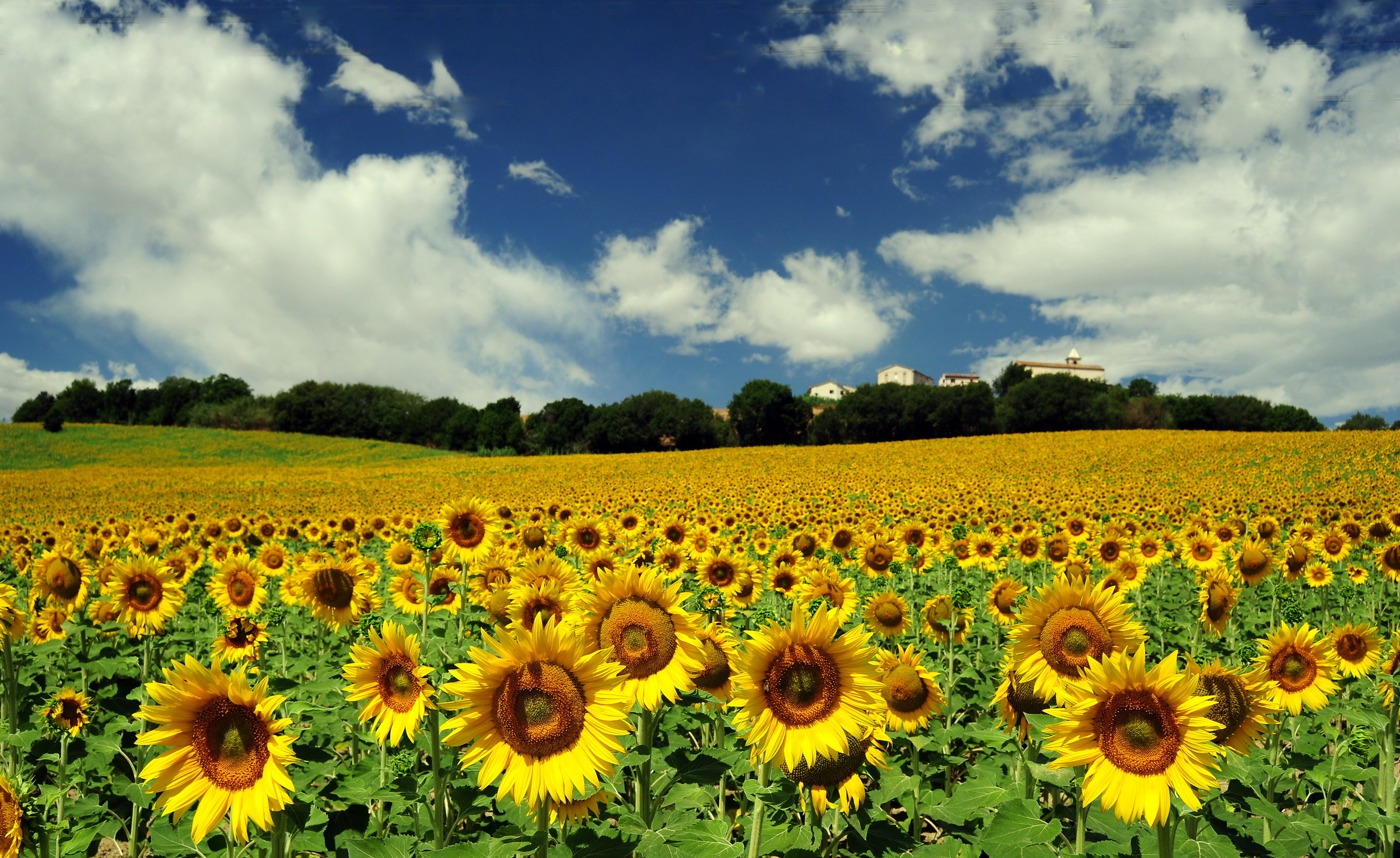 Campagna marchigiana