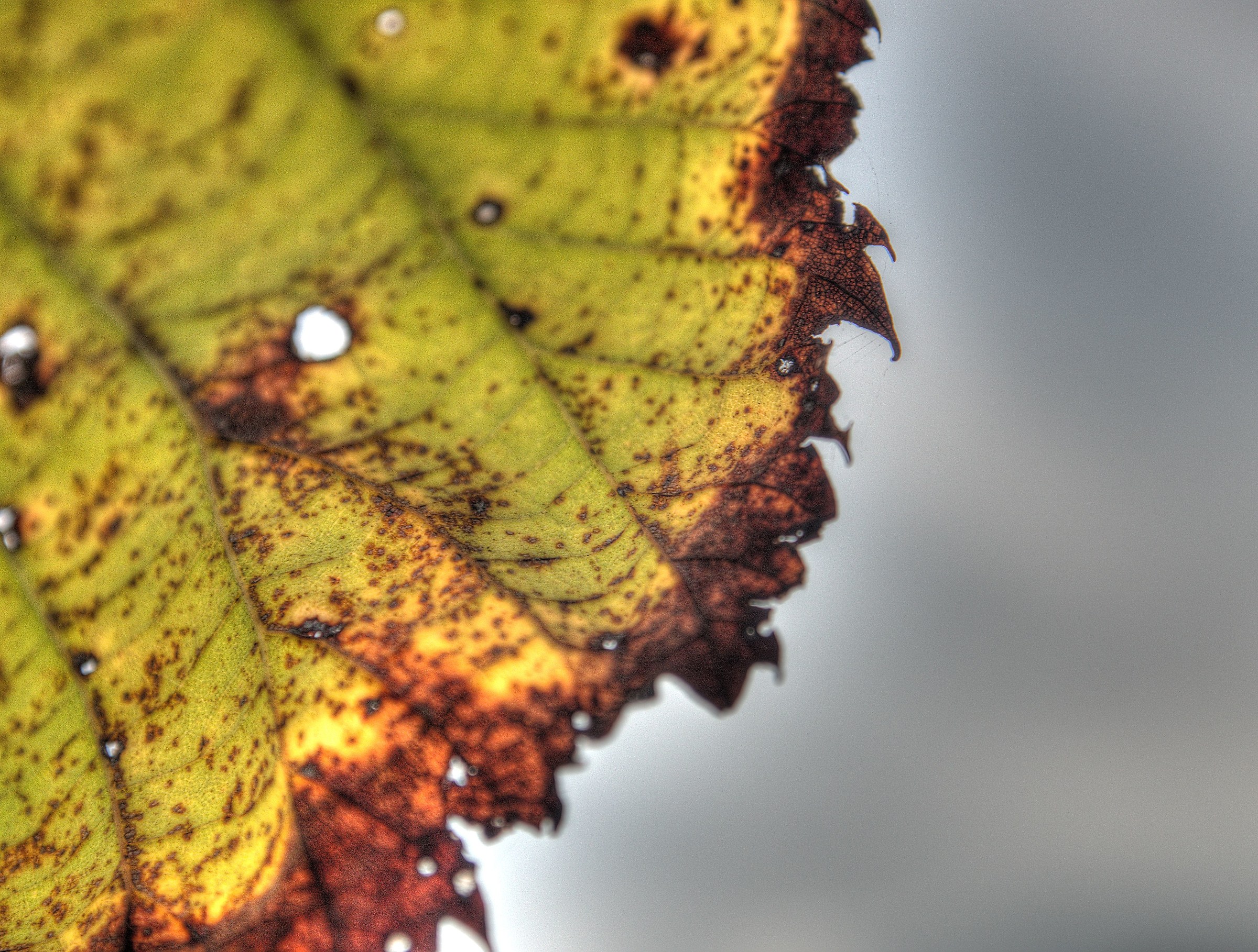 Autumn macro