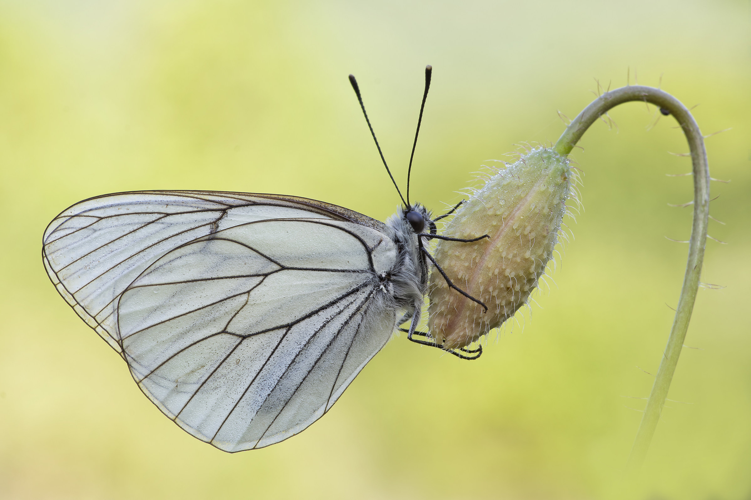Aporia crataegi on poppy