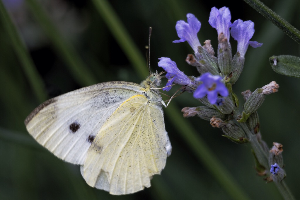 Butterfly on the fly