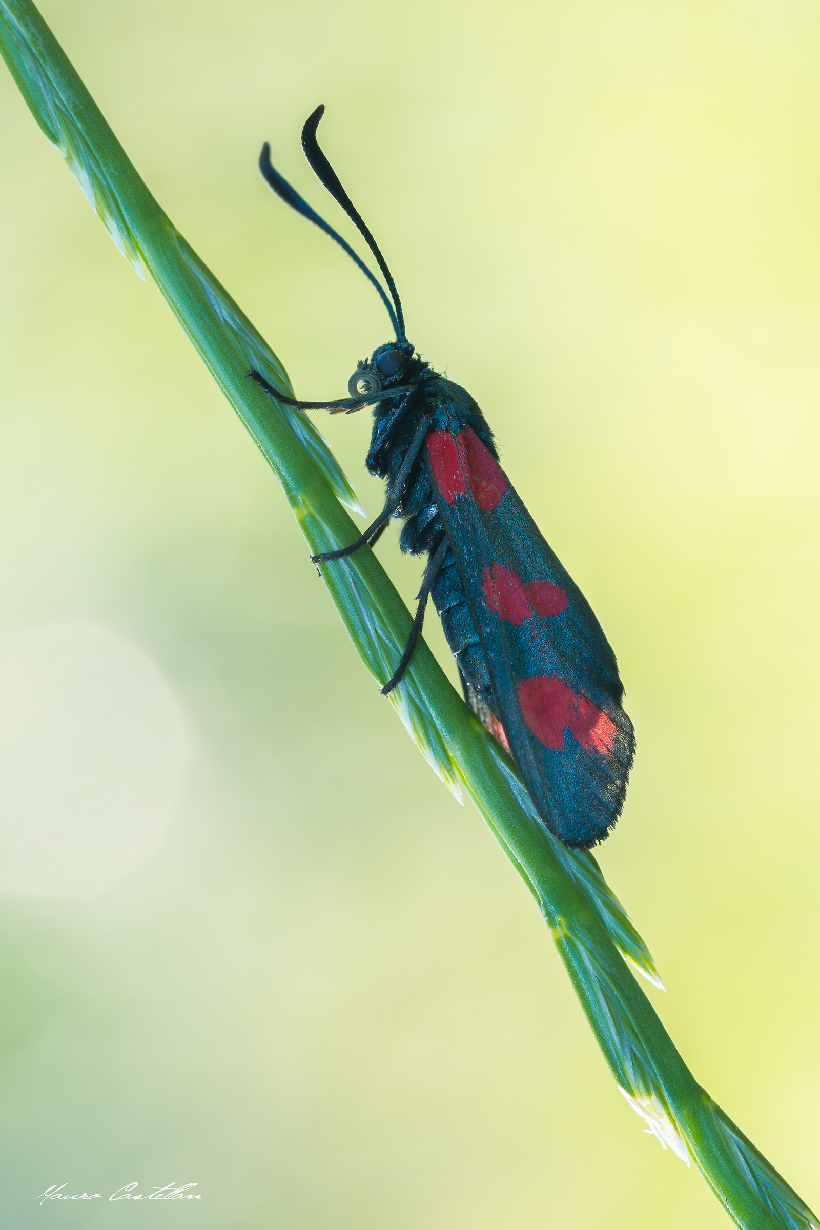 Zygaena
