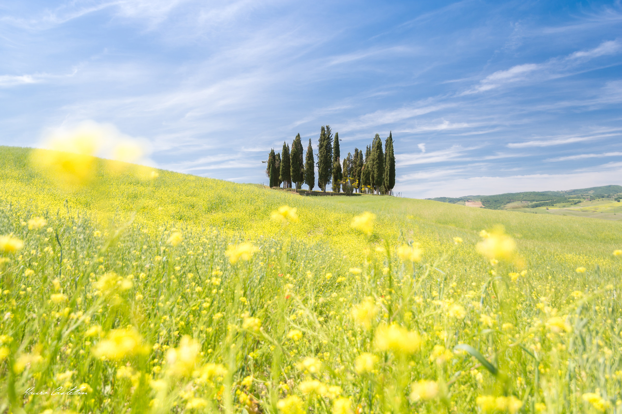 The Cypris of San Quirico in yellow
