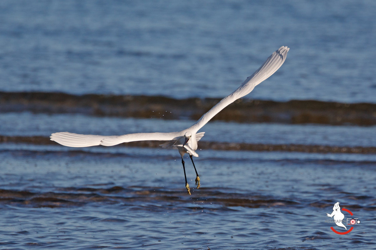 Garzetta in volo con preda