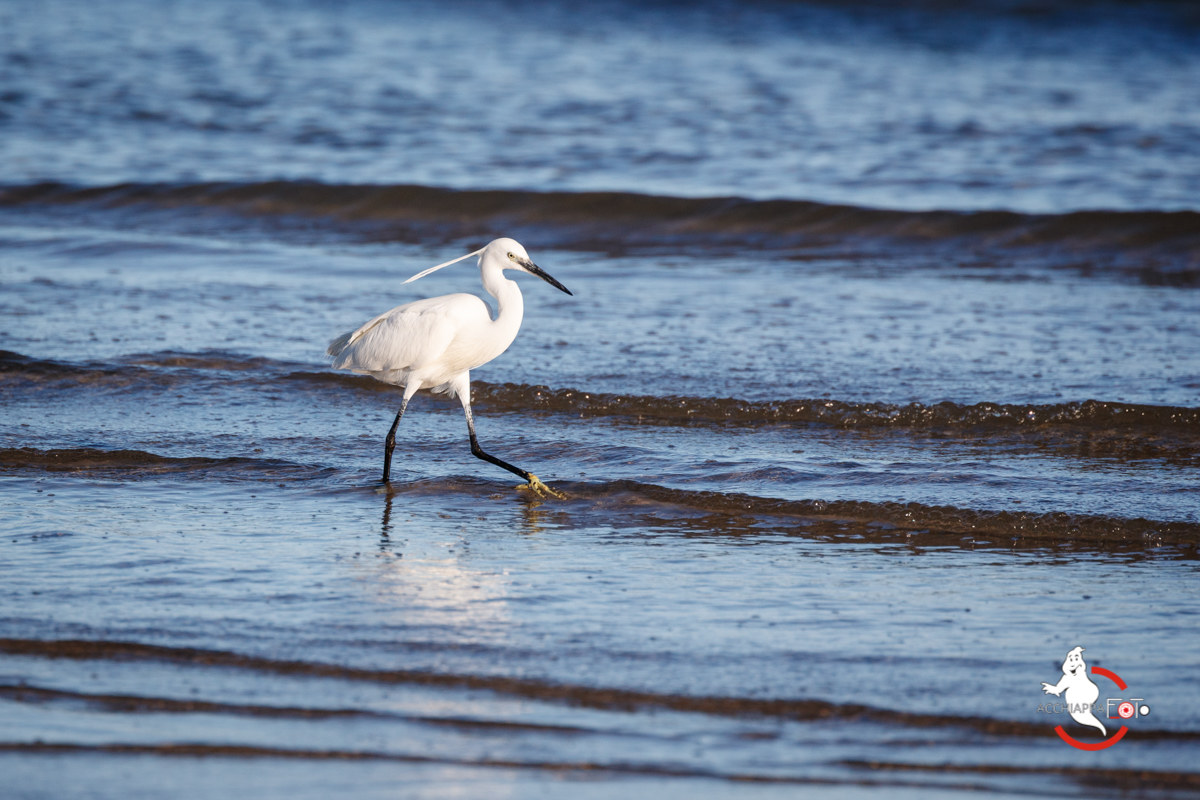 pescando tra le onde